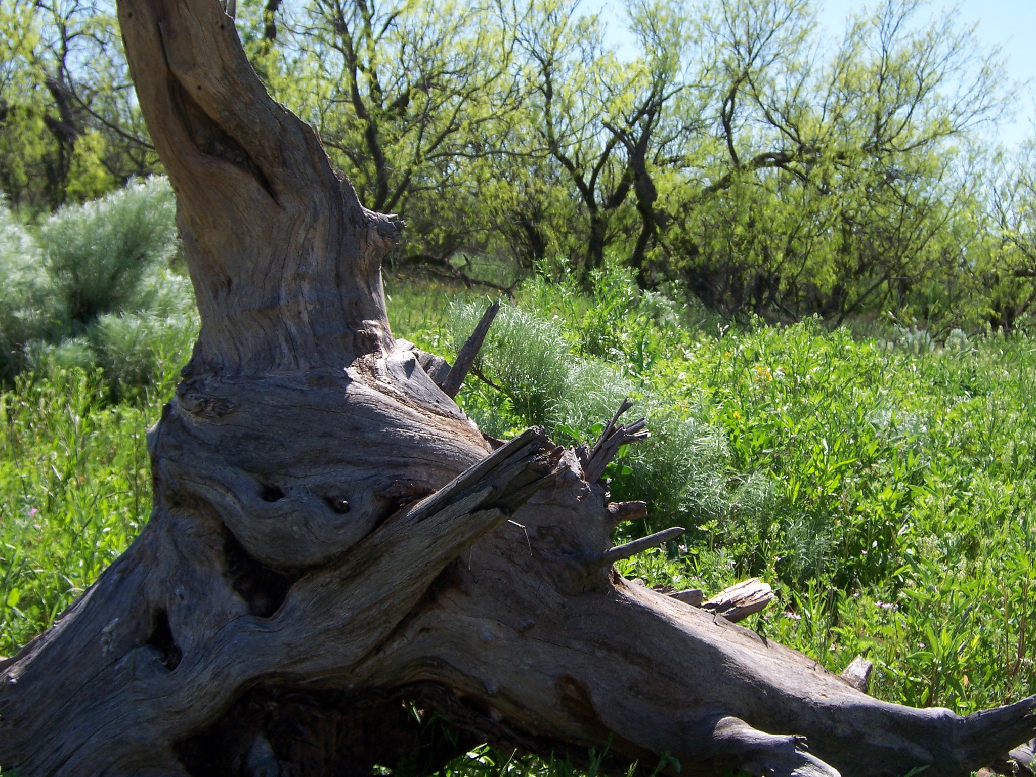 Kodak Z730 ZOOM DIGITAL CAMERA sample photo. Deadwood, inanimate creature posing for camera photography