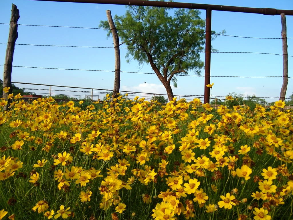Kodak Z730 ZOOM DIGITAL CAMERA sample photo. Yellow bloom and barbed wire, with bird in flight photography