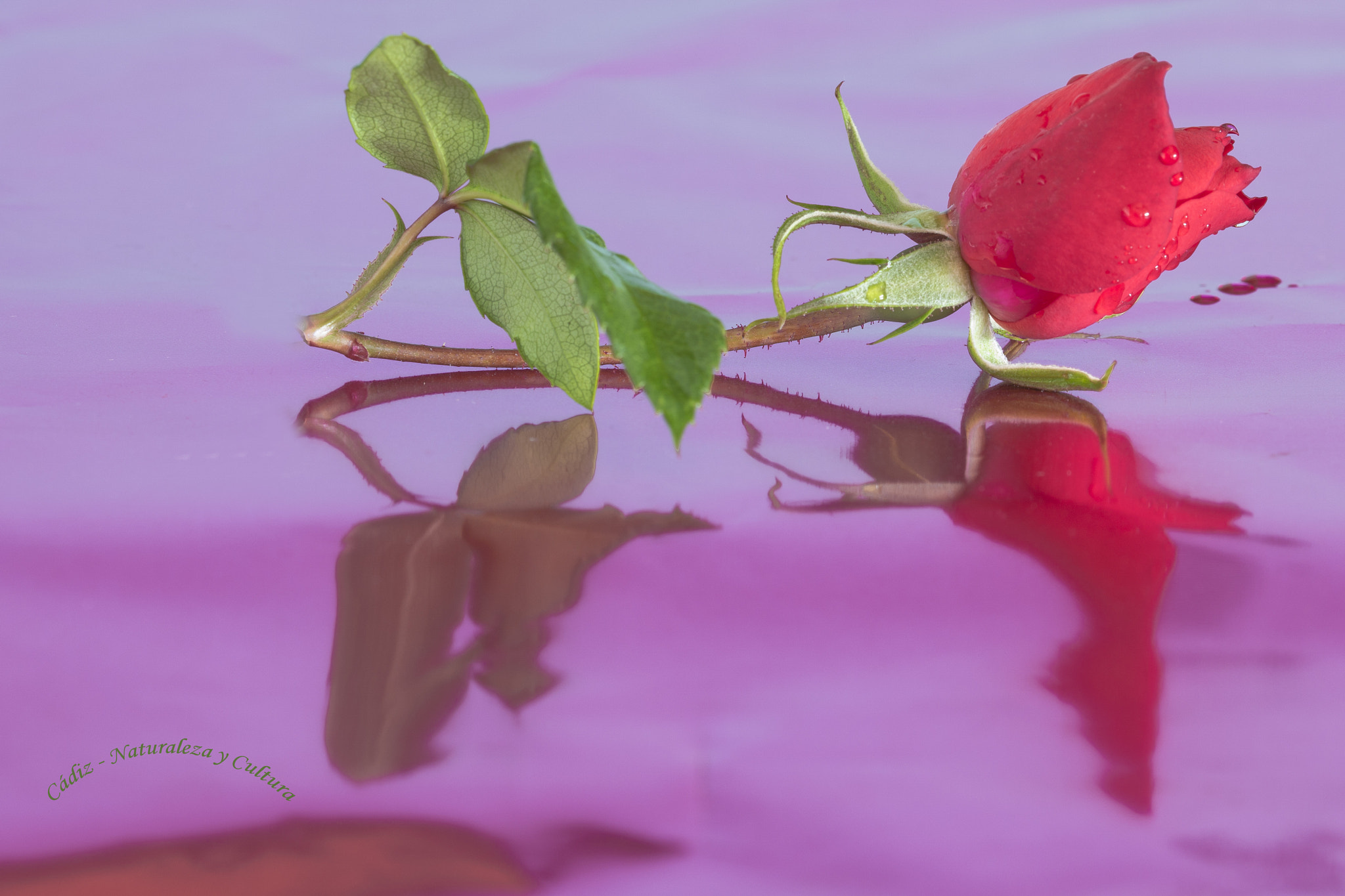 Sigma 105mm F2.8 EX DG OS HSM sample photo. Rosa... photography