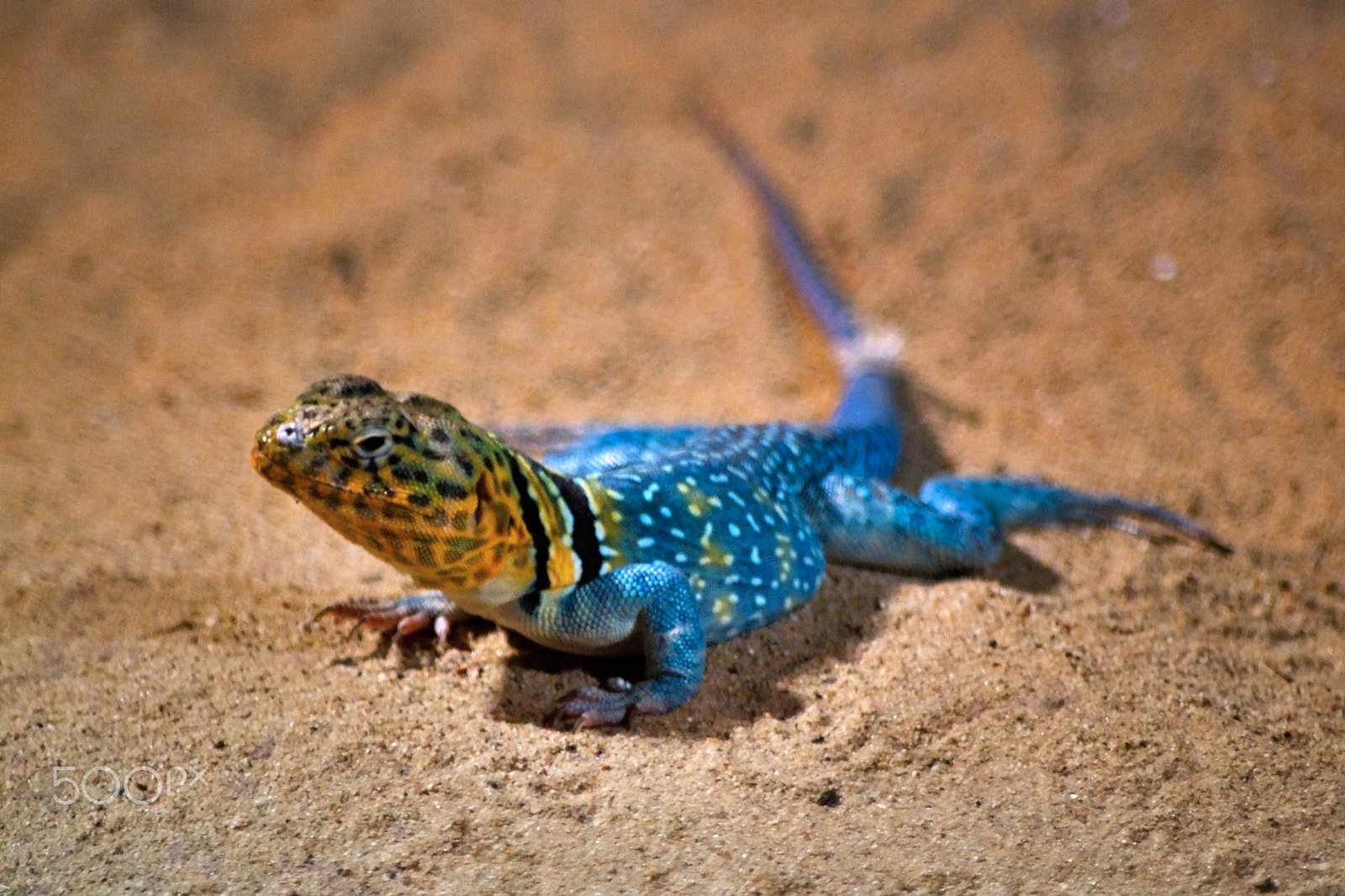 70.00 - 300.00 mm f/4.0 - 5.6 sample photo. Leguán obojkový (crotaphytus collaris) photography