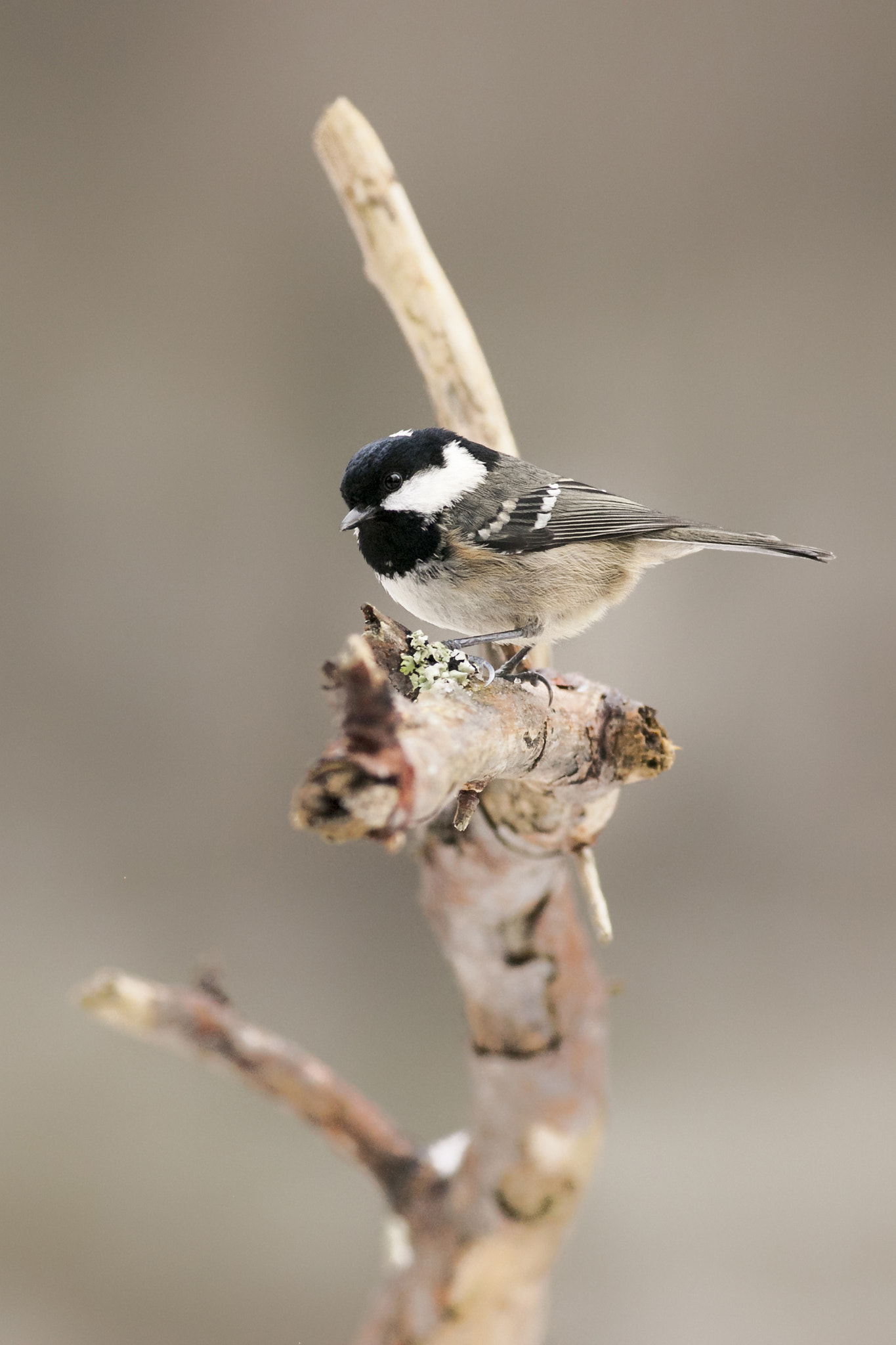 Canon EOS-1Ds Mark III + Canon EF 400mm F5.6L USM sample photo. Coal tit photography