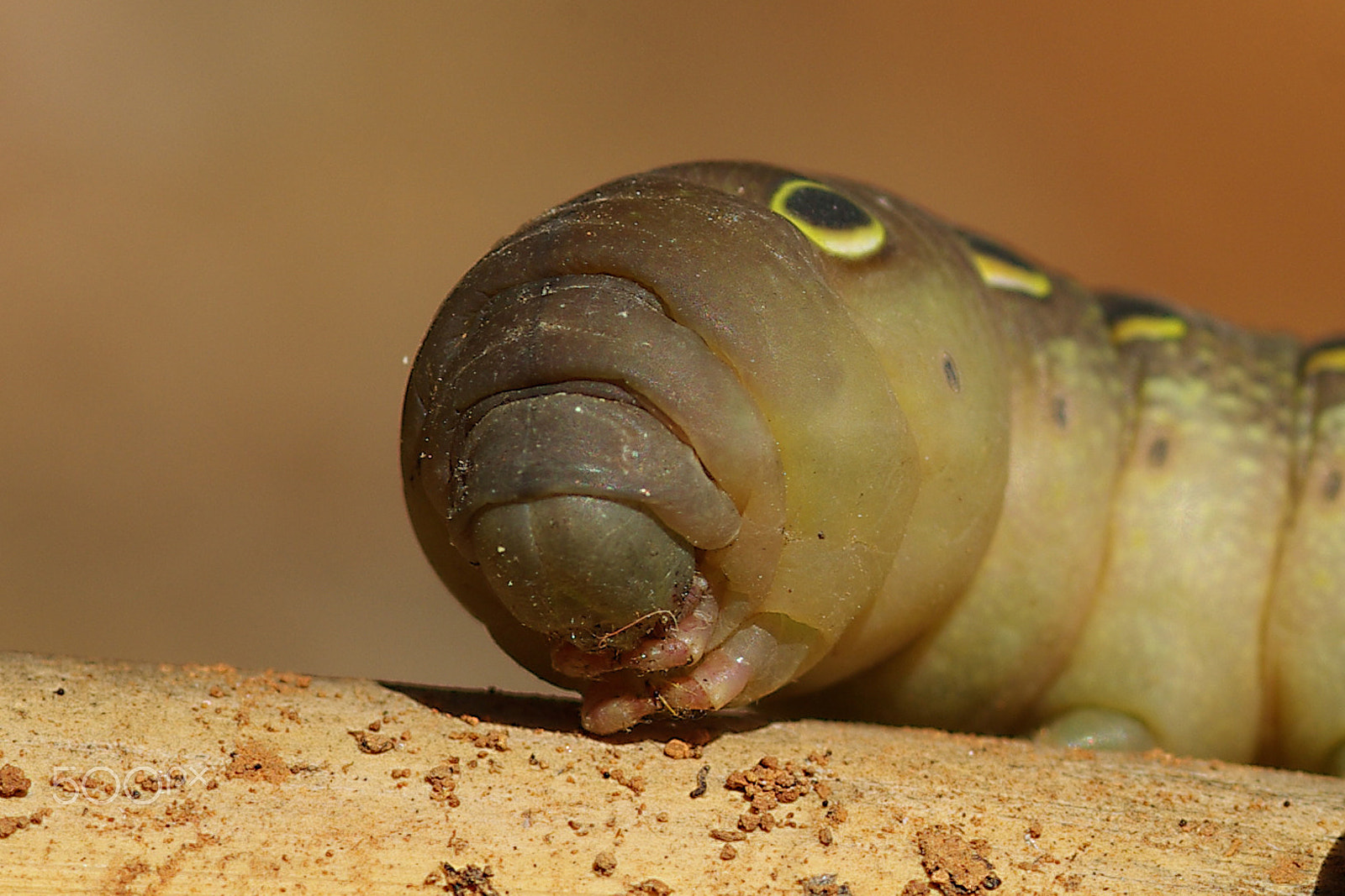 Pentax K10D + smc PENTAX-FA Macro 100mm F2.8 sample photo. Caterpillar photography