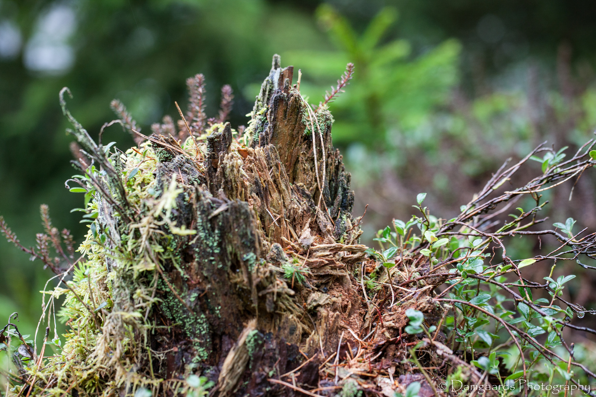 Canon EOS-1Ds Mark III sample photo. 5l0r8596.jpg photography
