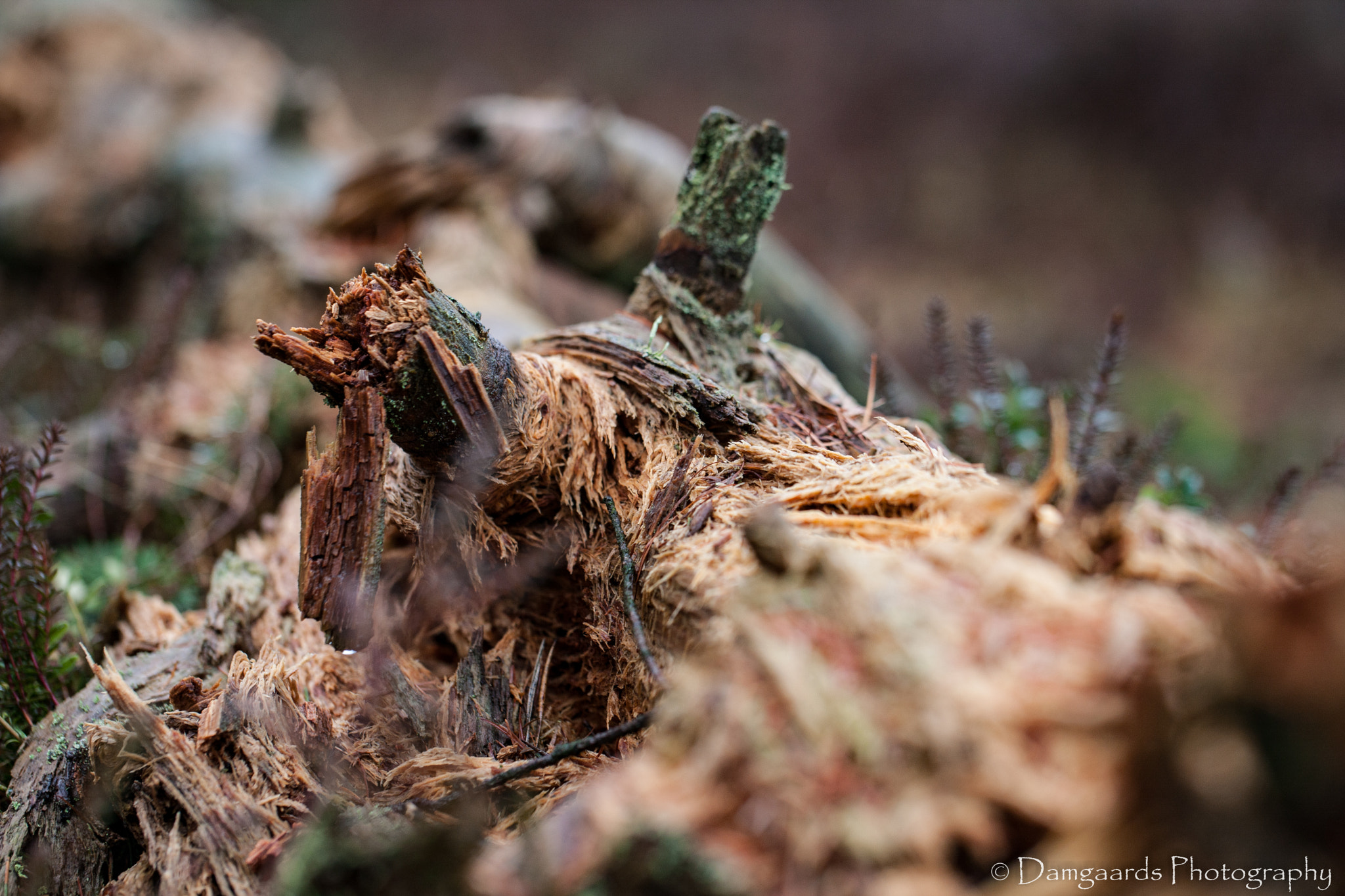 Canon EOS-1Ds Mark III sample photo. 5l0r8595.jpg photography