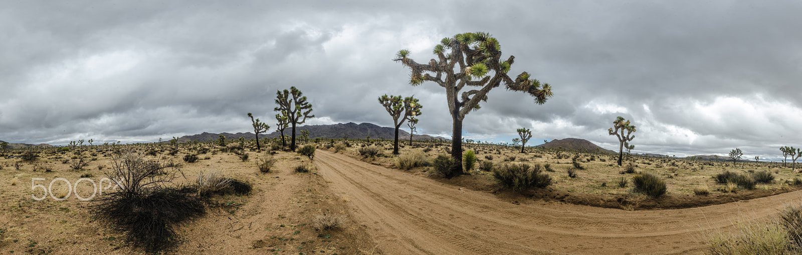 Nikon D7000 + Nikon AF-S Nikkor 17-35mm F2.8D ED-IF sample photo. Joshua trees and dirt road  on stormy day panorama photography