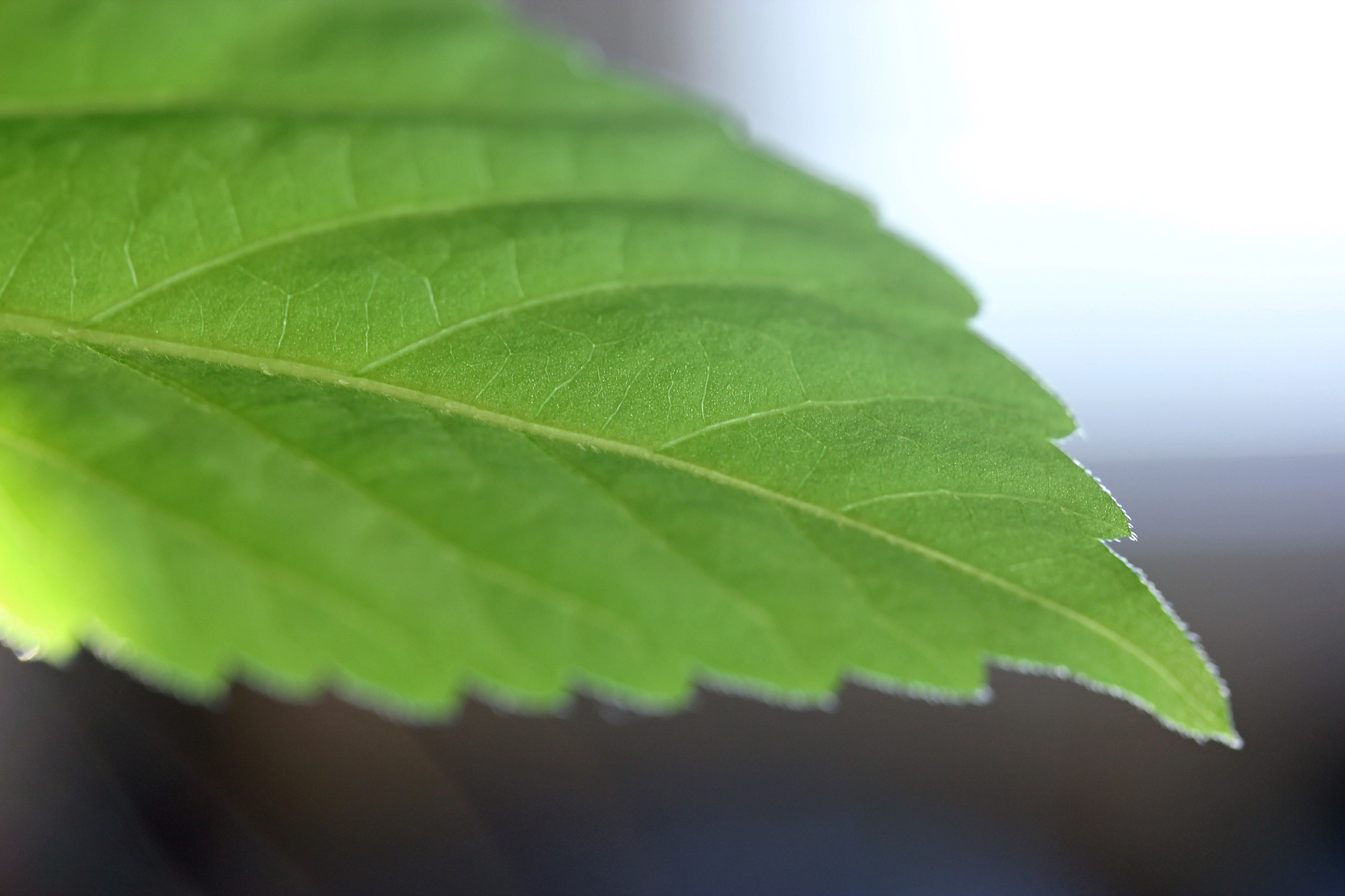 Canon EF-S 60mm F2.8 Macro USM sample photo. Visions of green photography
