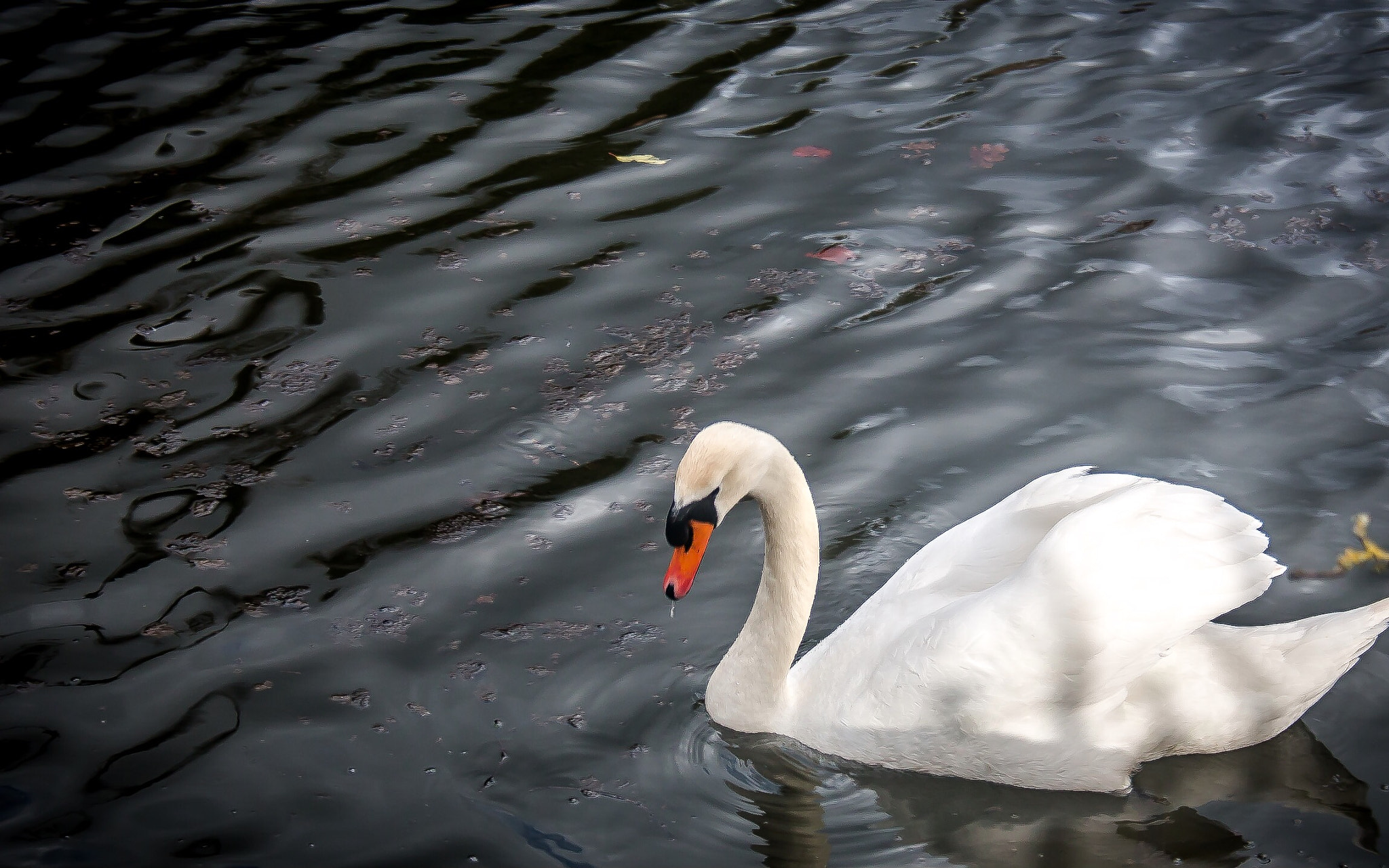 Canon EF-S 18-55mm F3.5-5.6 sample photo. Swan photography