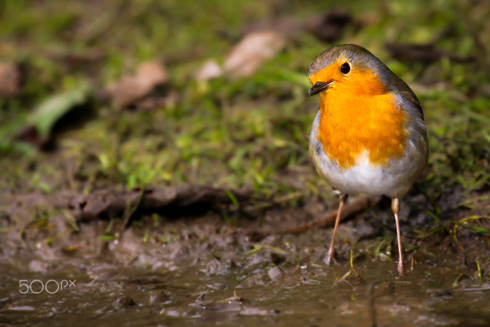 Canon EF 70-300mm F4-5.6L IS USM sample photo. European robin photography