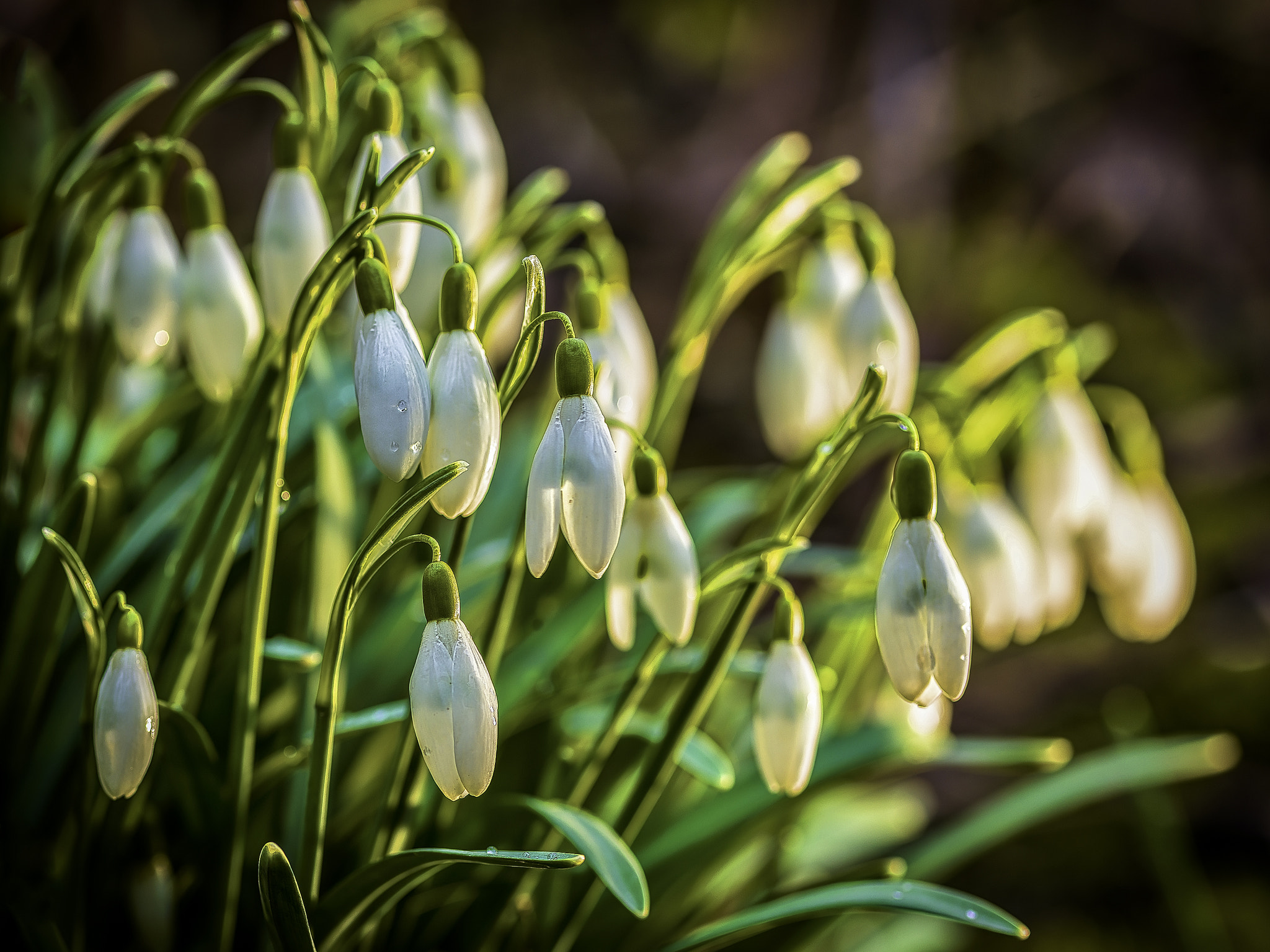 Hasselblad H5D-50c sample photo. Springlight on beautiful snowdrops photography