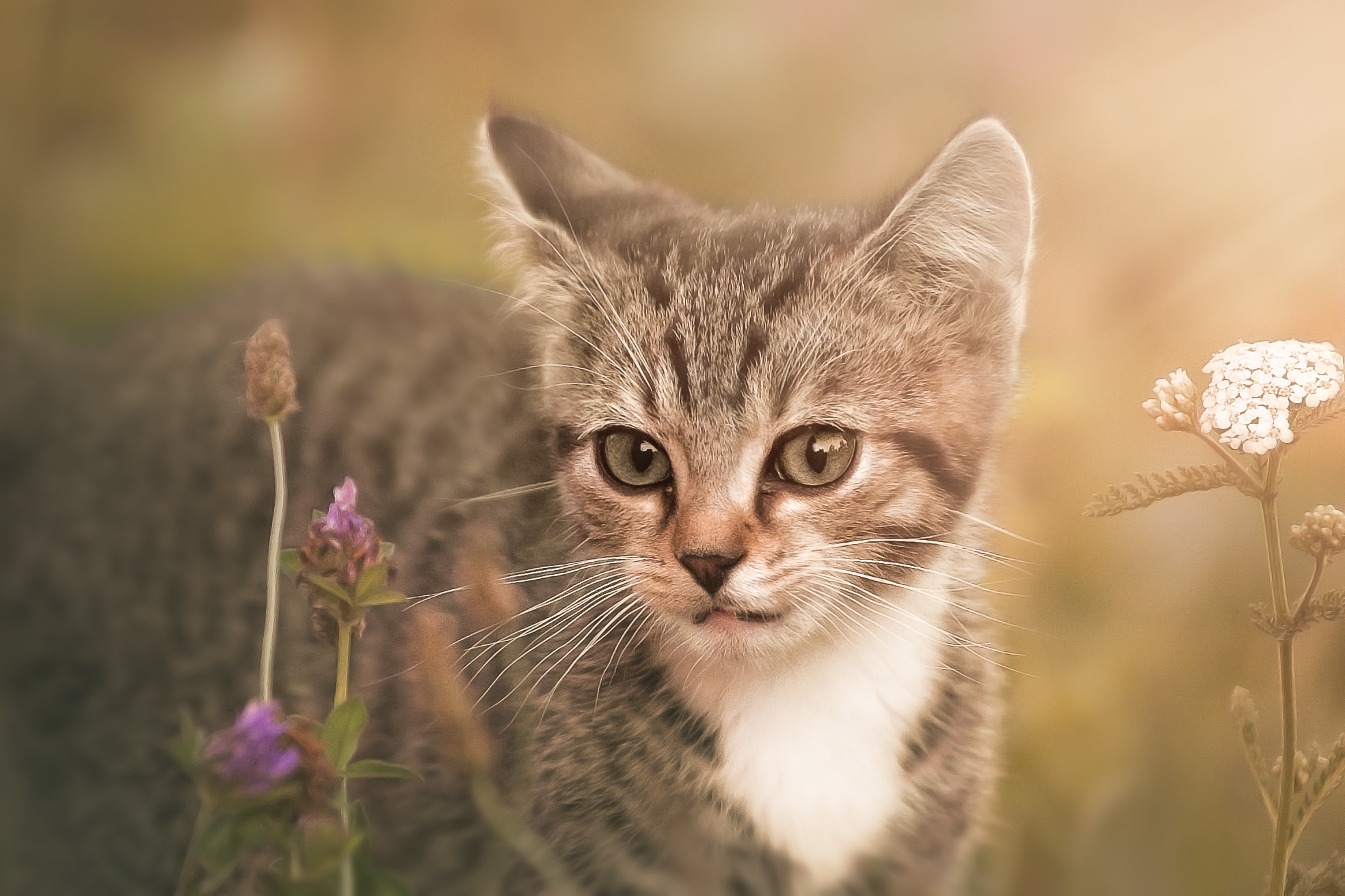 Canon EF 70-200mm F2.8L IS II USM sample photo. Little iv photography