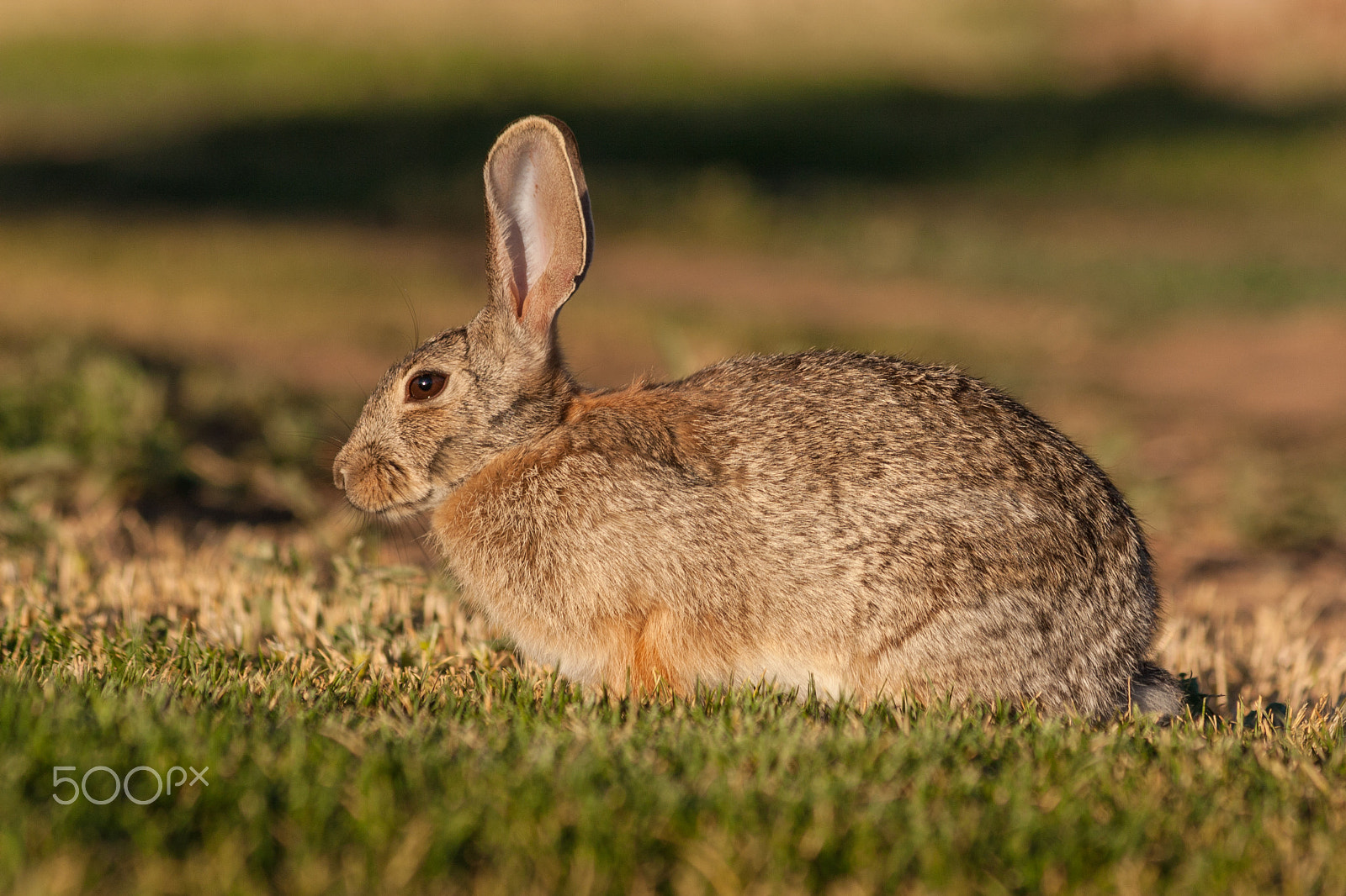 Canon EOS 30D + Canon EF 75-300mm F4.0-5.6 IS USM sample photo. Cottontail rabbit photography
