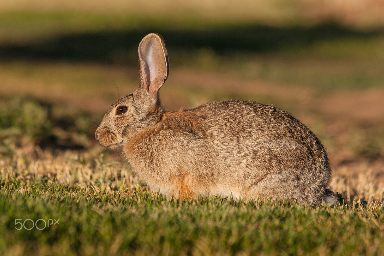 Canon EF 75-300mm F4.0-5.6 IS USM sample photo. Cottontail rabbit photography