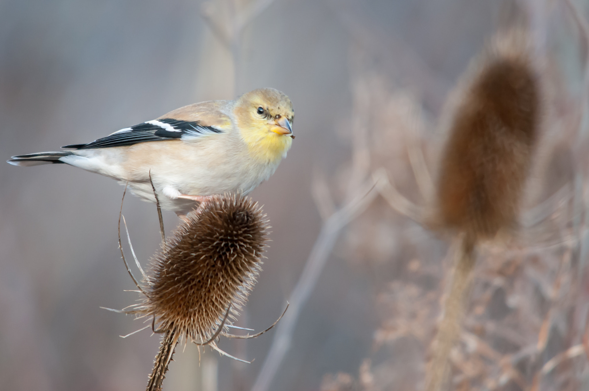 Sigma 150-500mm F5-6.3 DG OS HSM sample photo. Goldfinch photography