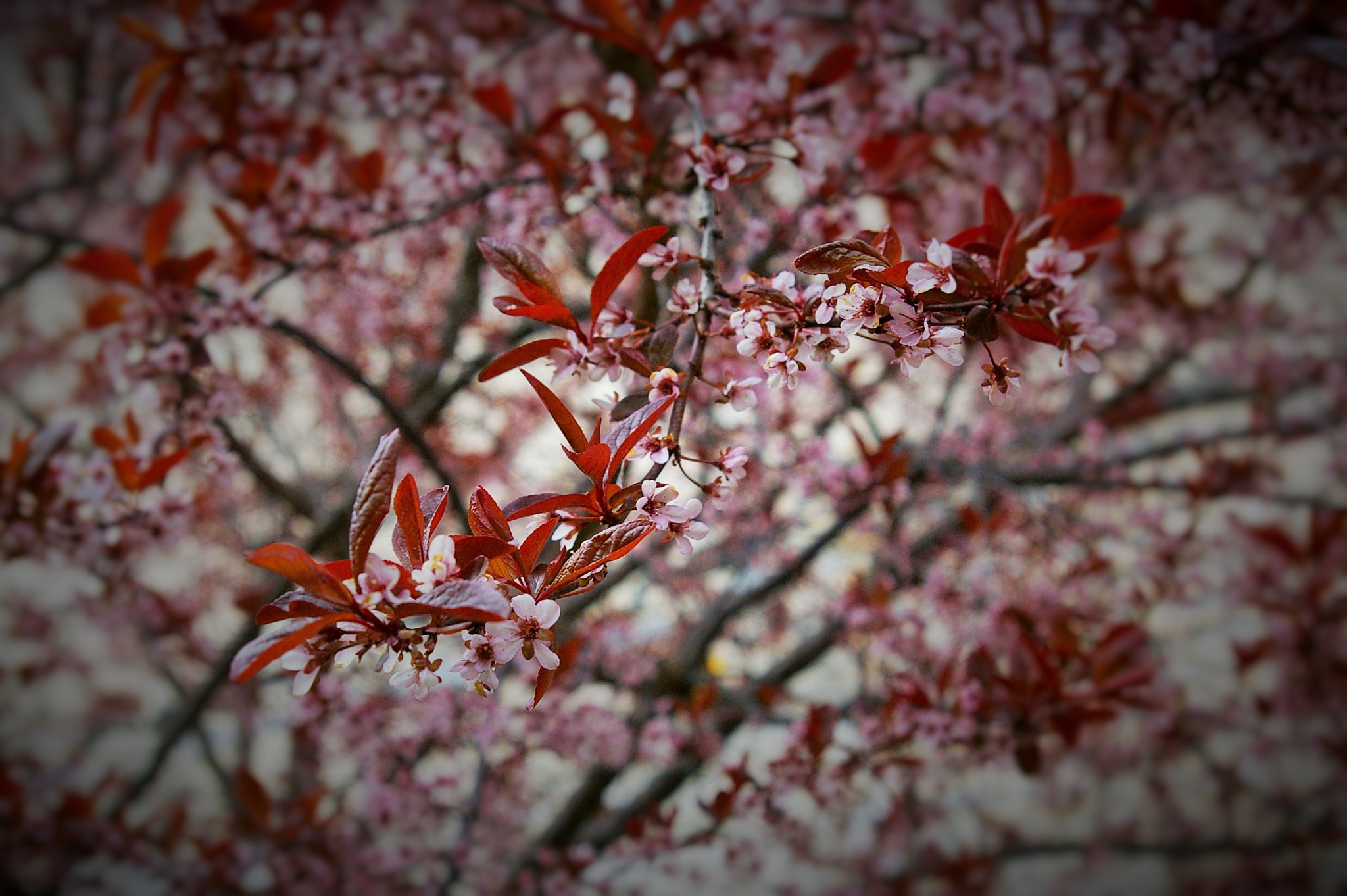 Pentax *ist DS sample photo. Blossoms photography