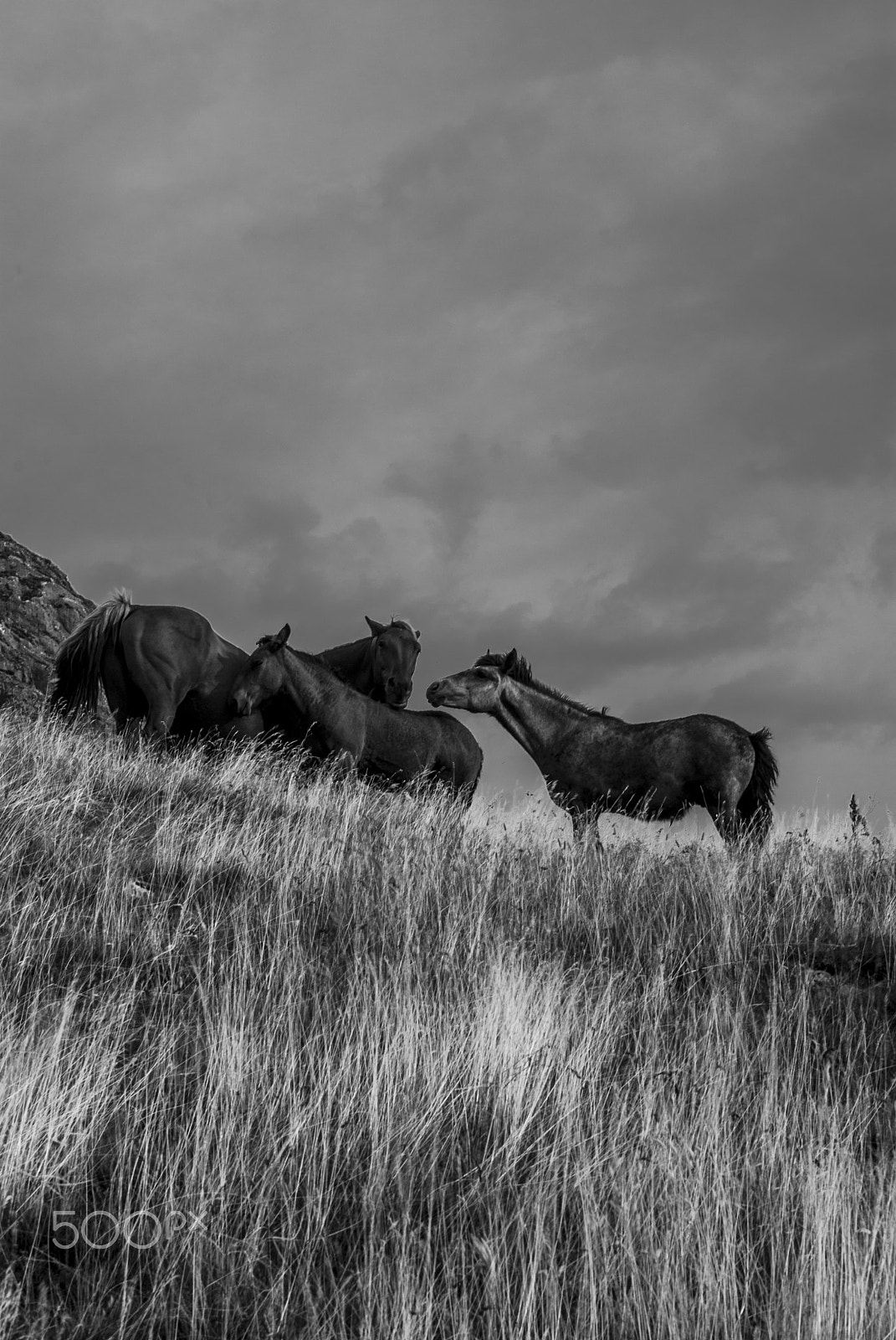 Nikon D80 + Nikon AF-S Nikkor 50mm F1.4G sample photo. Wild horses.jpg photography