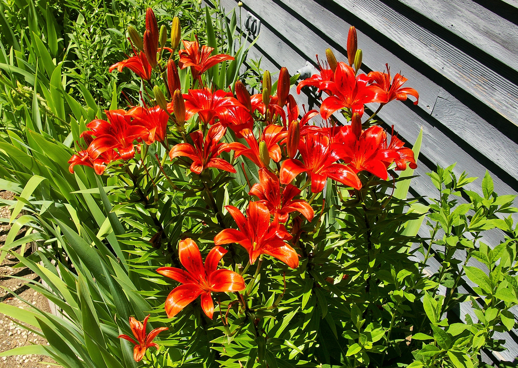 Pentax *ist DS sample photo. Day lily photography