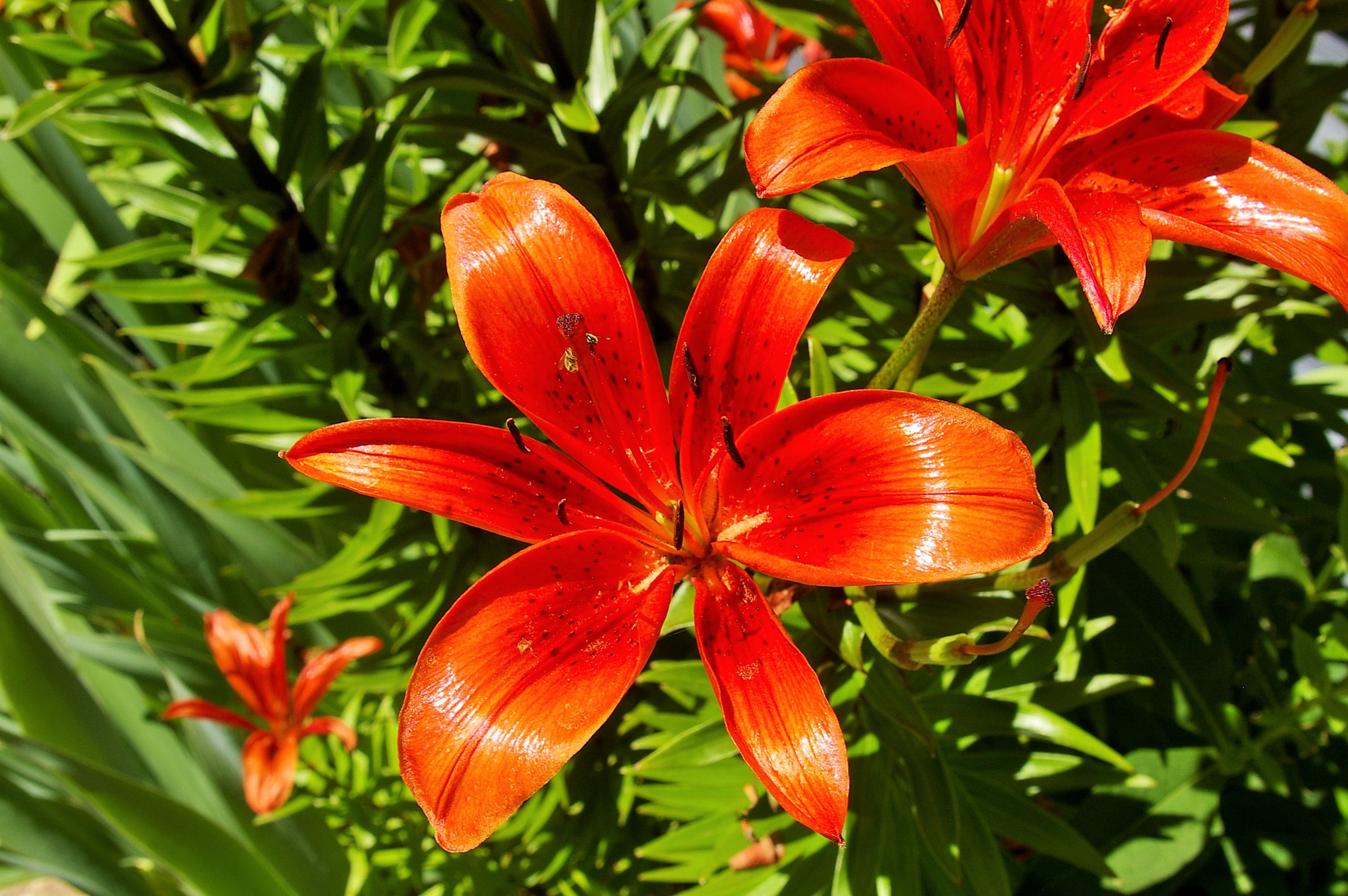 Pentax *ist DS + Pentax smc DA 18-55mm F3.5-5.6 AL sample photo. Orange day lily photography