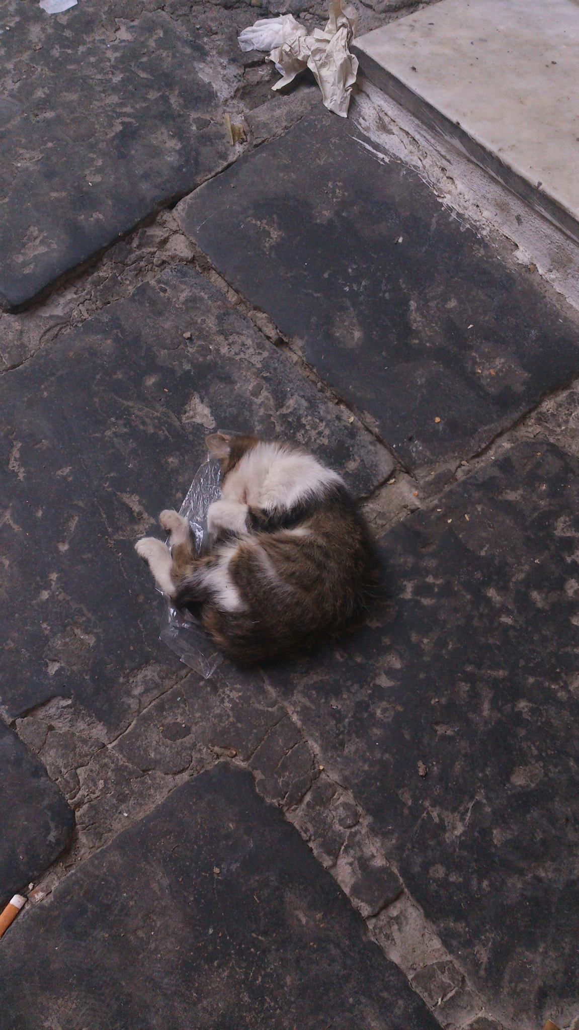 Sony Xperia V sample photo. 298.jpg photography