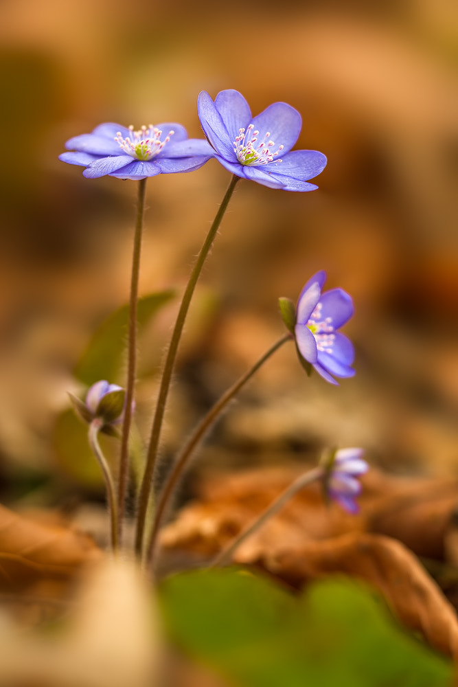Sigma 150mm f/2.8 EX DG OS HSM APO Macro sample photo. New life photography