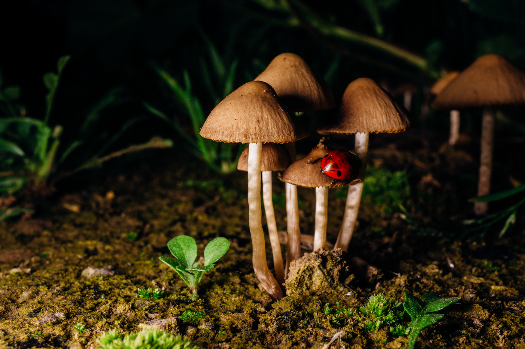 Sony Alpha NEX-6 + Sony E 30mm F3.5 Macro sample photo. Lady on mushroom photography