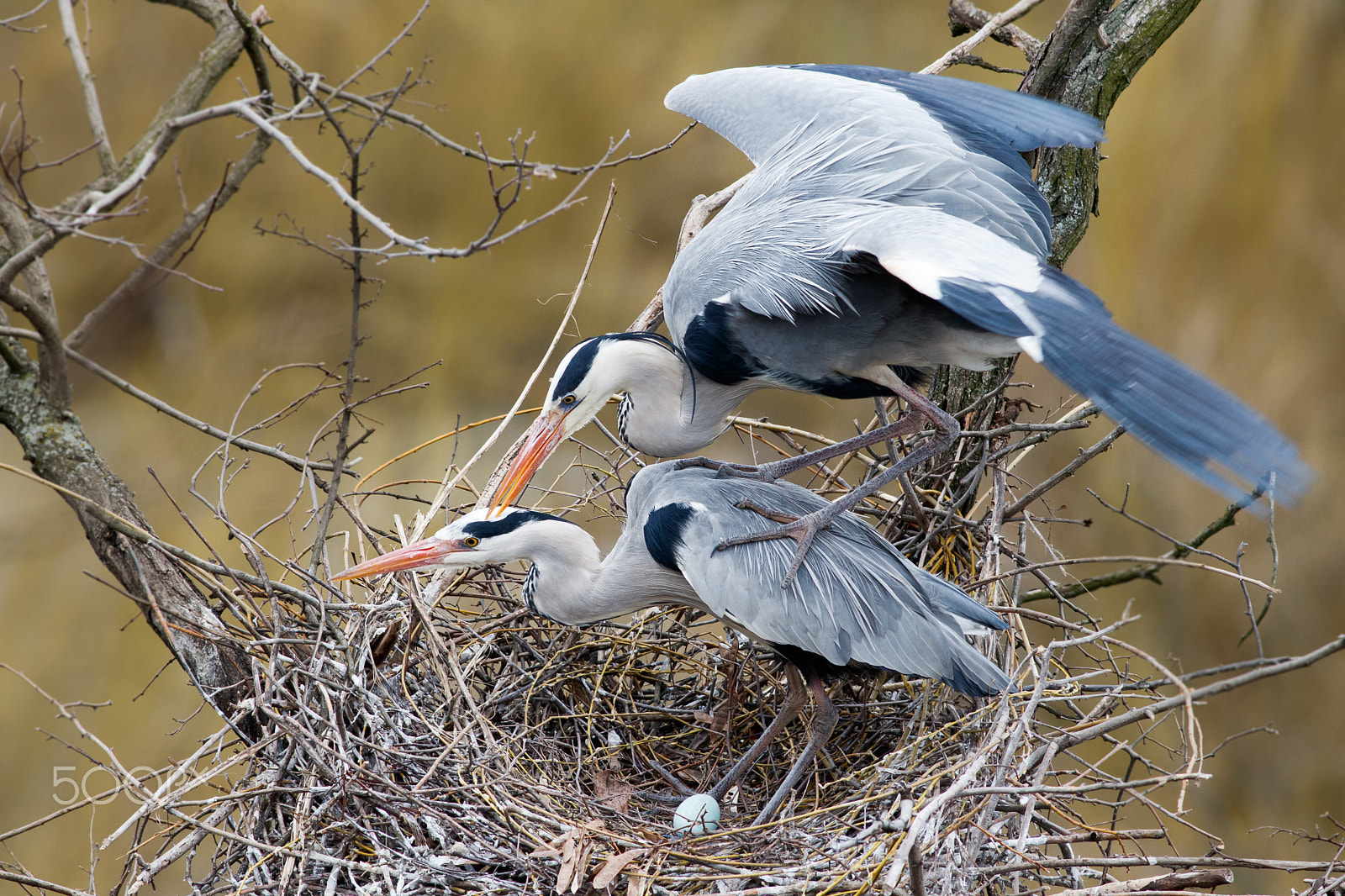 Canon EOS 760D (EOS Rebel T6s / EOS 8000D) + Canon EF 400mm F5.6L USM sample photo. Volavka popelavá...láska je láska photography