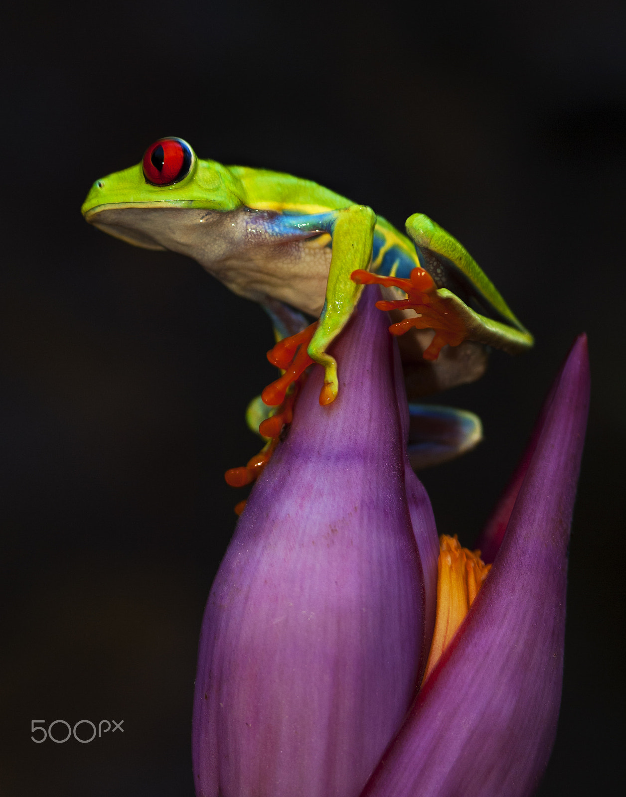 Nikon D2X sample photo. Beauty of frogs photography