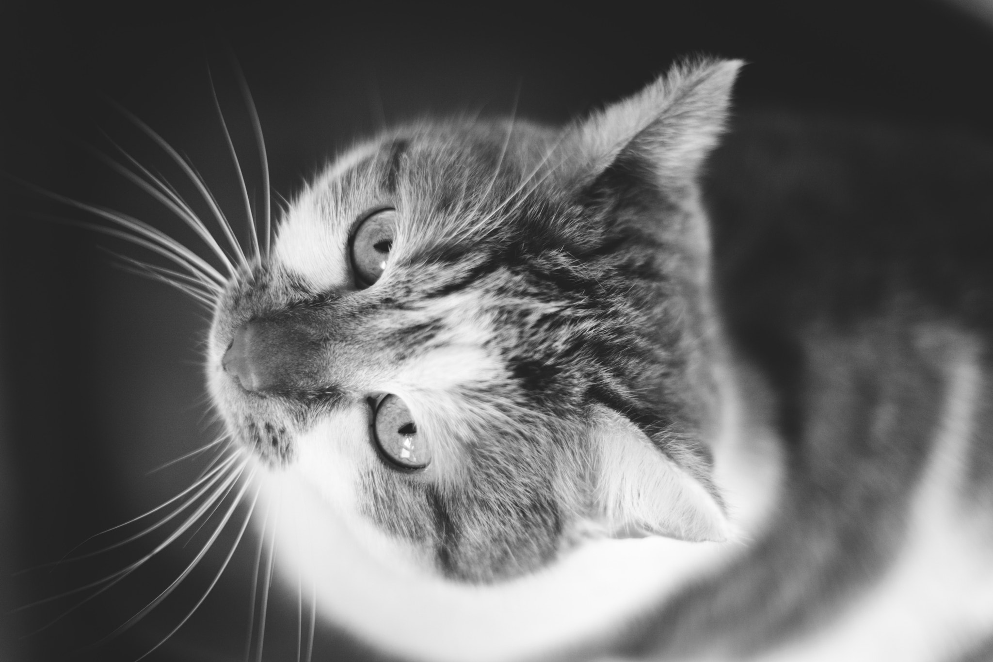 Sony a6000 + Sony 70-400mm F4-5.6 G SSM sample photo. Another cat photo photography