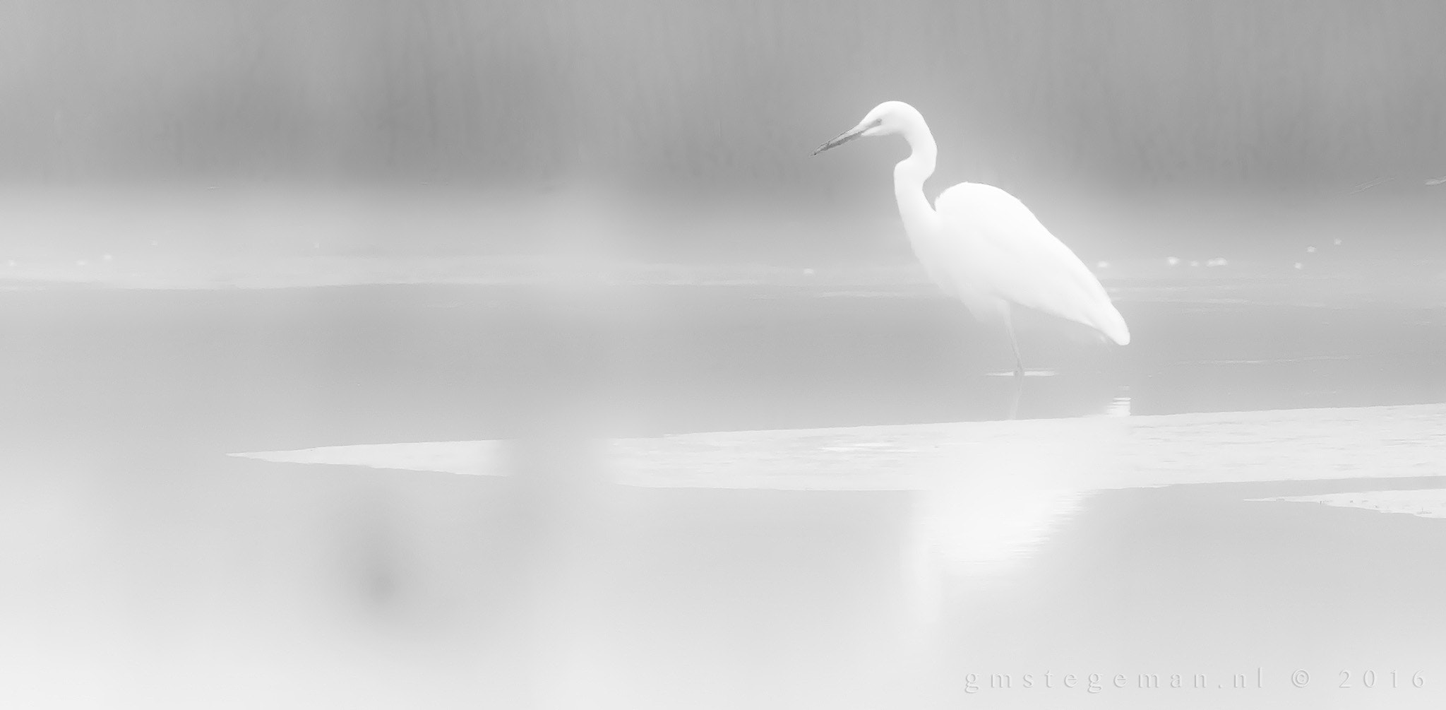 Sigma 150-600mm F5-6.3 DG OS HSM | C sample photo. Great egret in foggy morning light photography