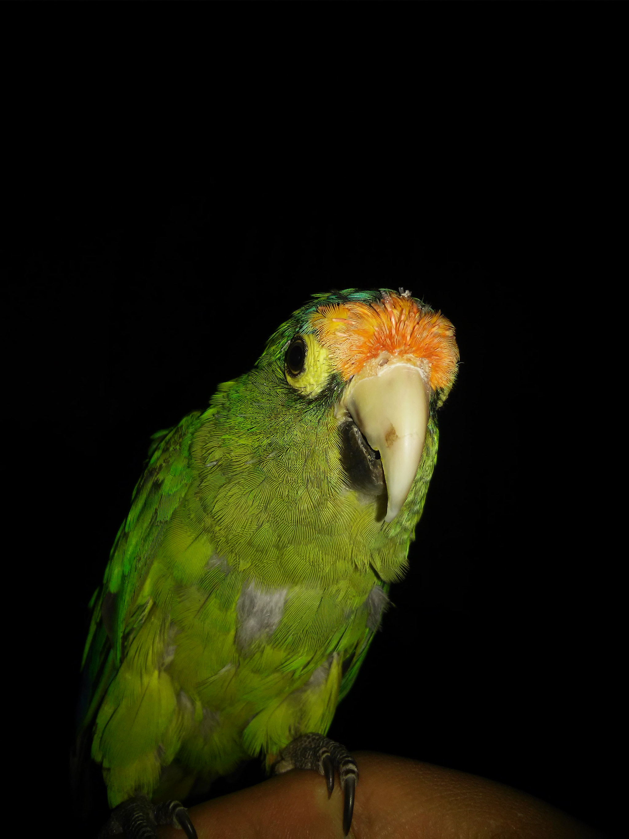 LG L Fino sample photo. Parrot photography
