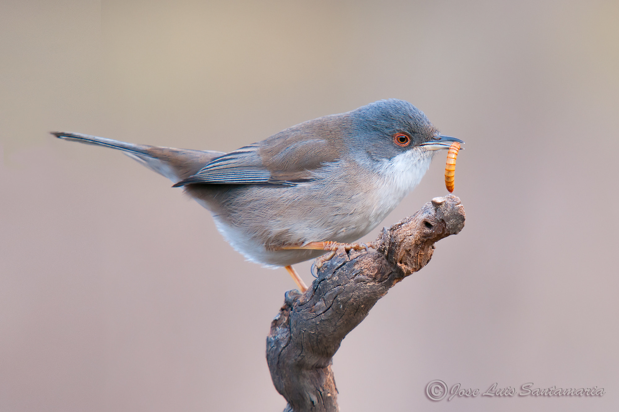 Sigma 50-500mm F4-6.3 EX APO RF HSM sample photo. Curruca cabecinegra (hembra) photography