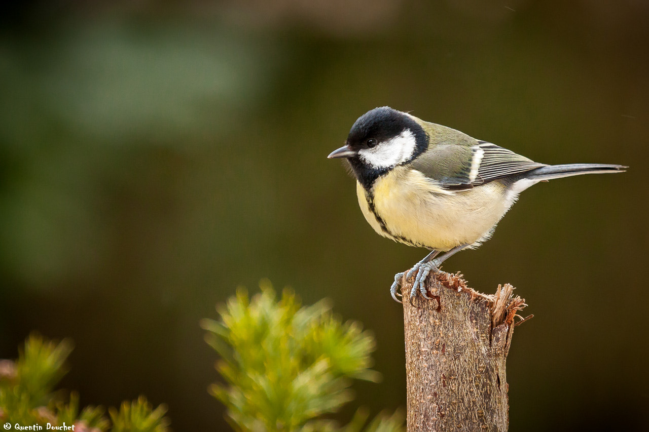 Canon EF 100-400mm F4.5-5.6L IS USM sample photo. Mésange charbonnière photography
