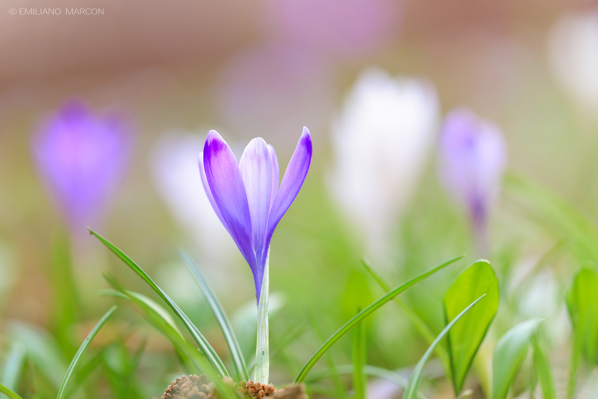Sigma APO Macro 180mm F3.5 EX DG HSM sample photo. Crocus photography