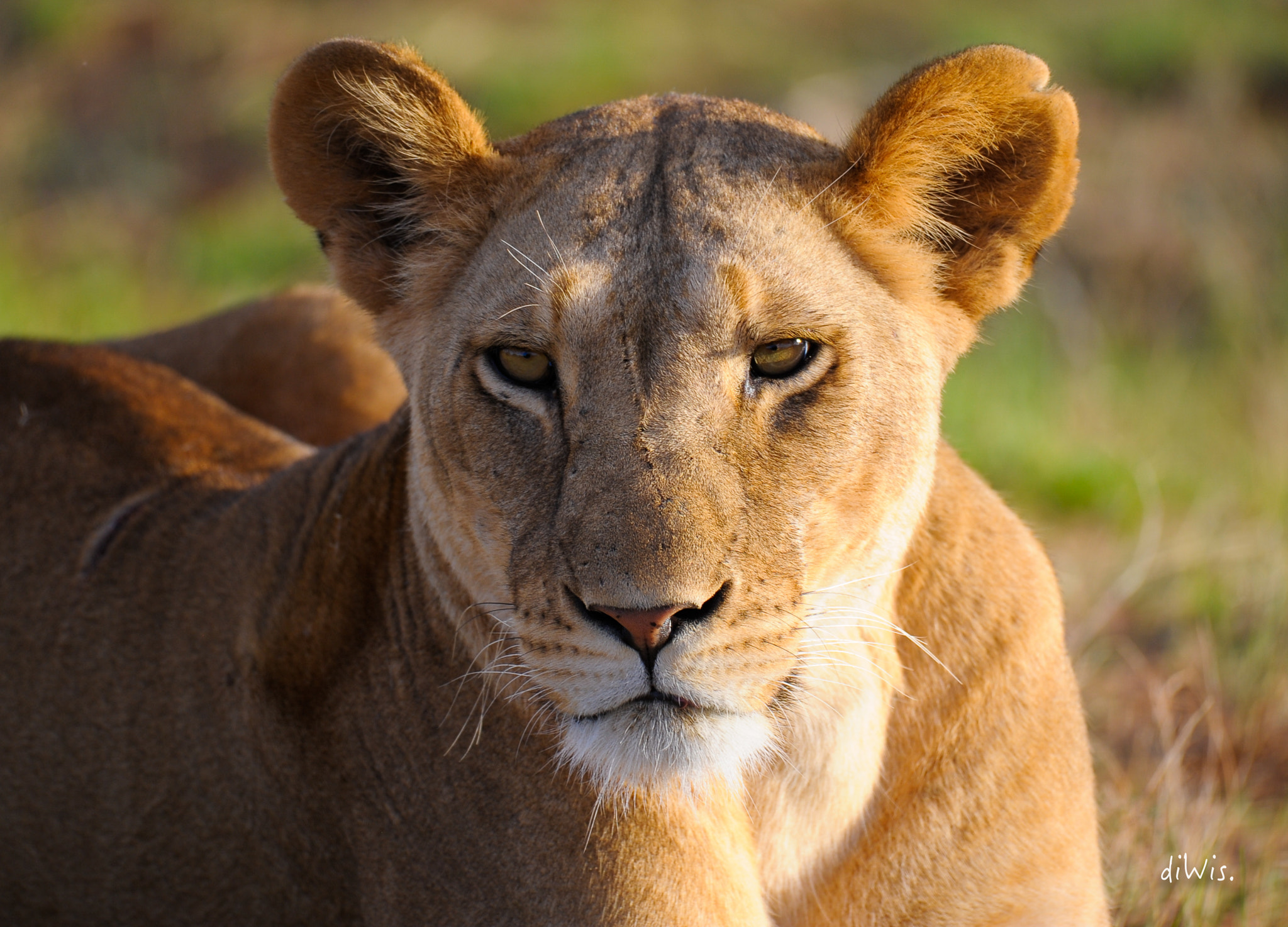 Sigma 150-600mm F5-6.3 DG OS HSM | S sample photo. Beauty photography