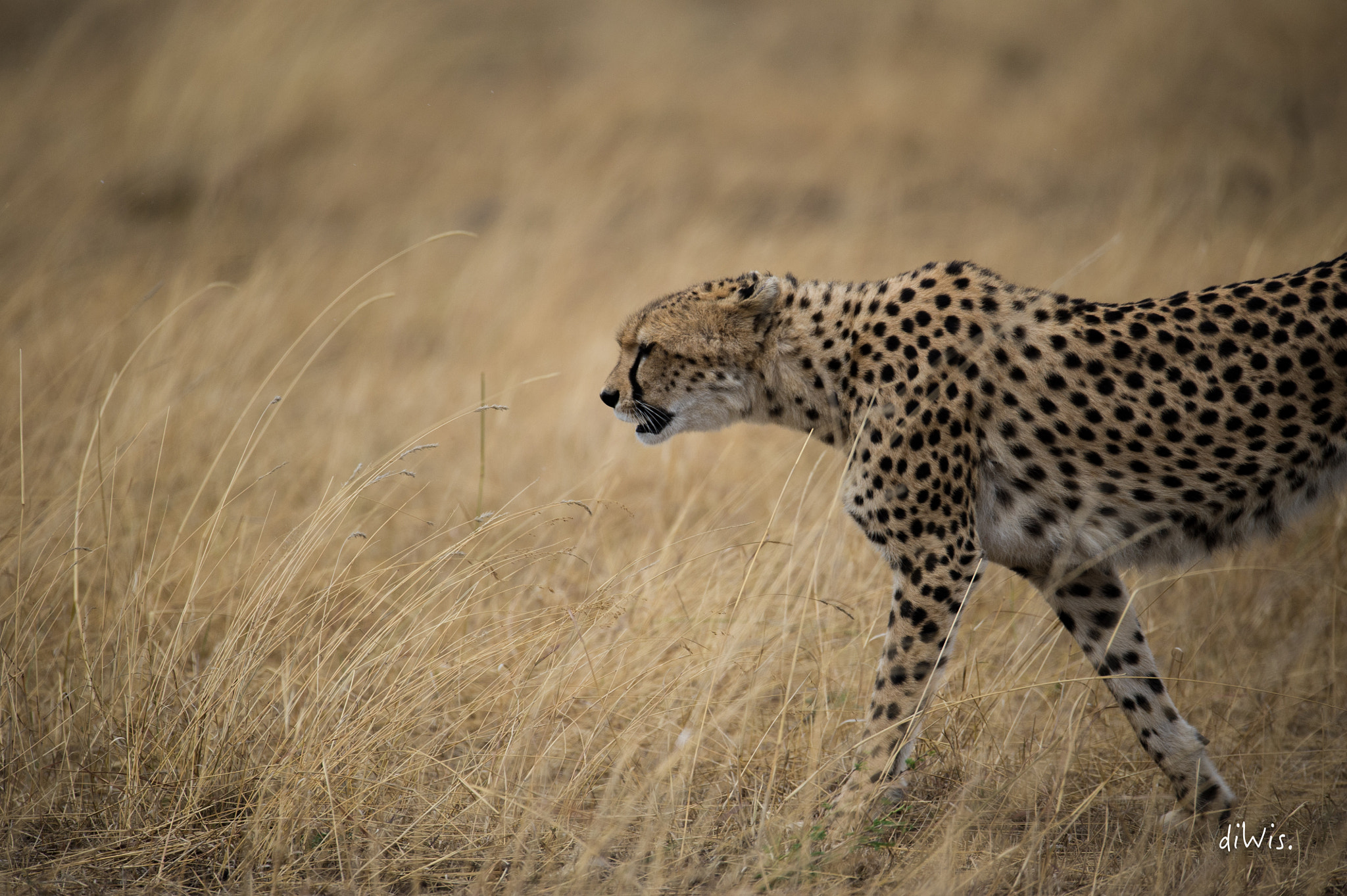 Sigma 150-600mm F5-6.3 DG OS HSM | S sample photo. Hunter photography