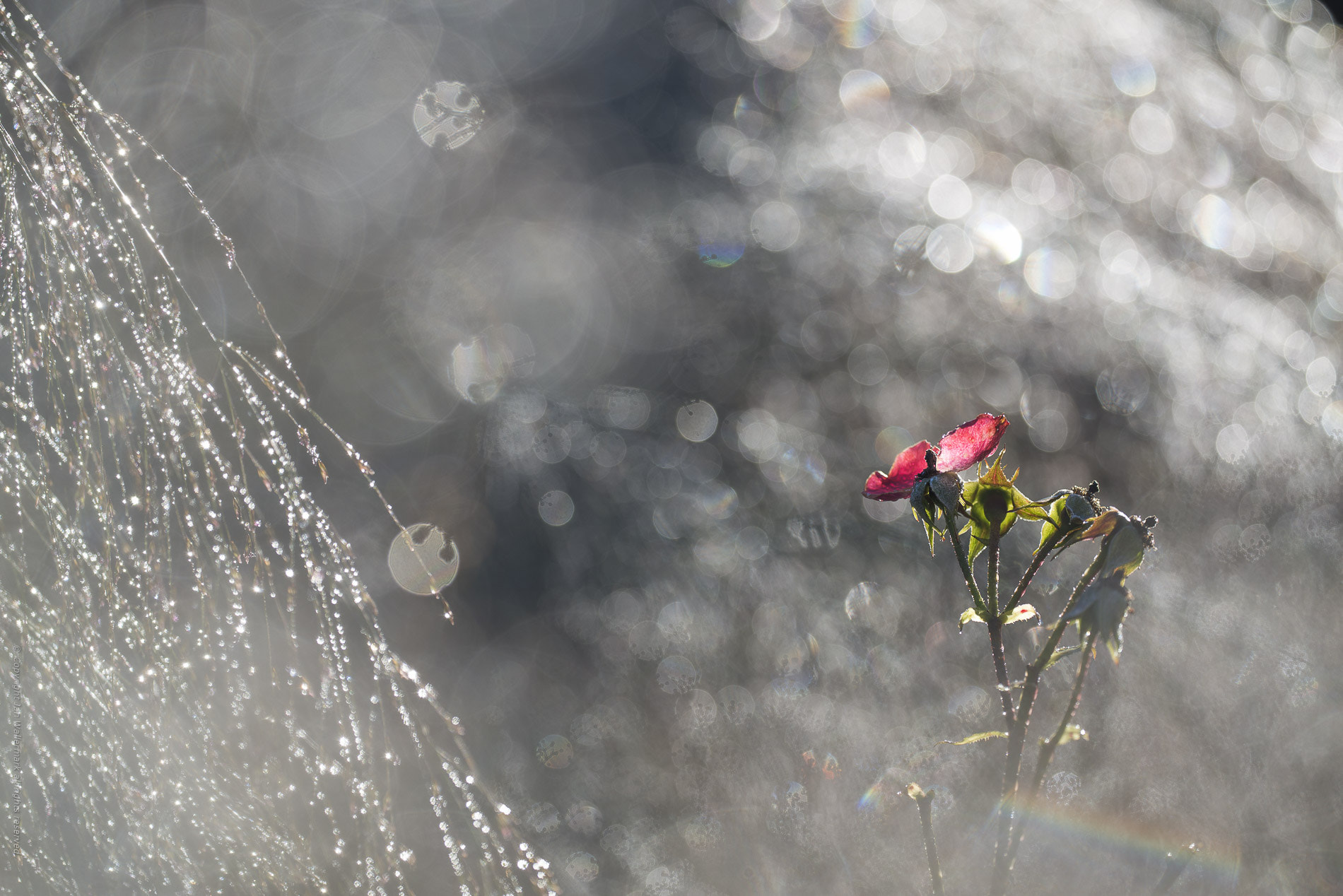Sigma APO Macro 180mm F3.5 EX DG HSM sample photo. Bokeh morning photography