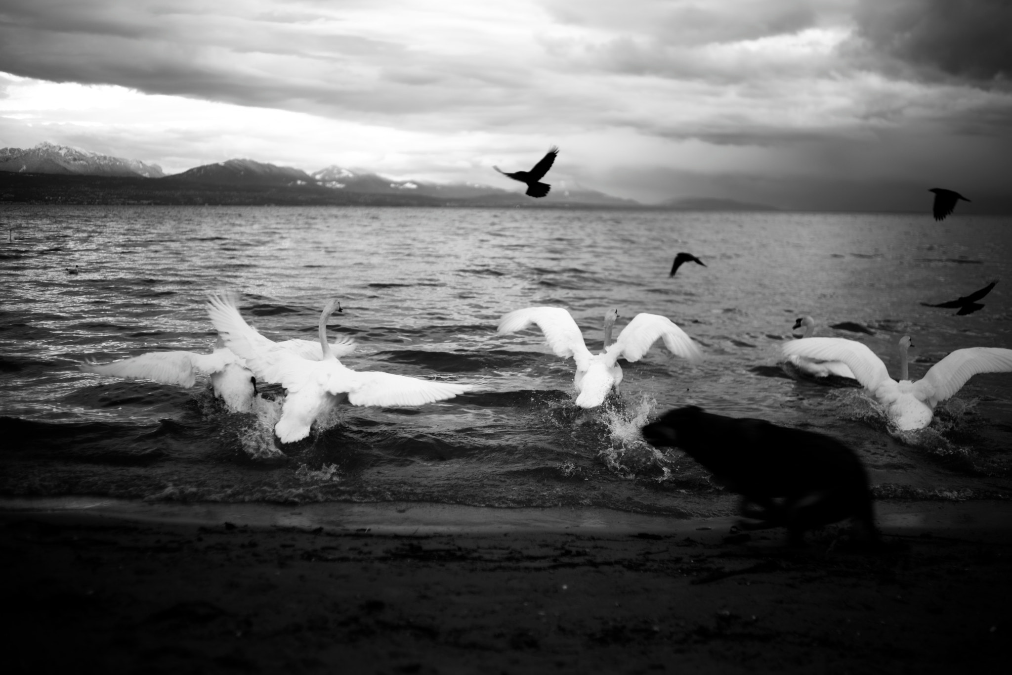 Sony a99 II + Sony 35mm F1.4 G sample photo. Swans #1, vidy, lausanne, switzerland, 05-03-2016 photography