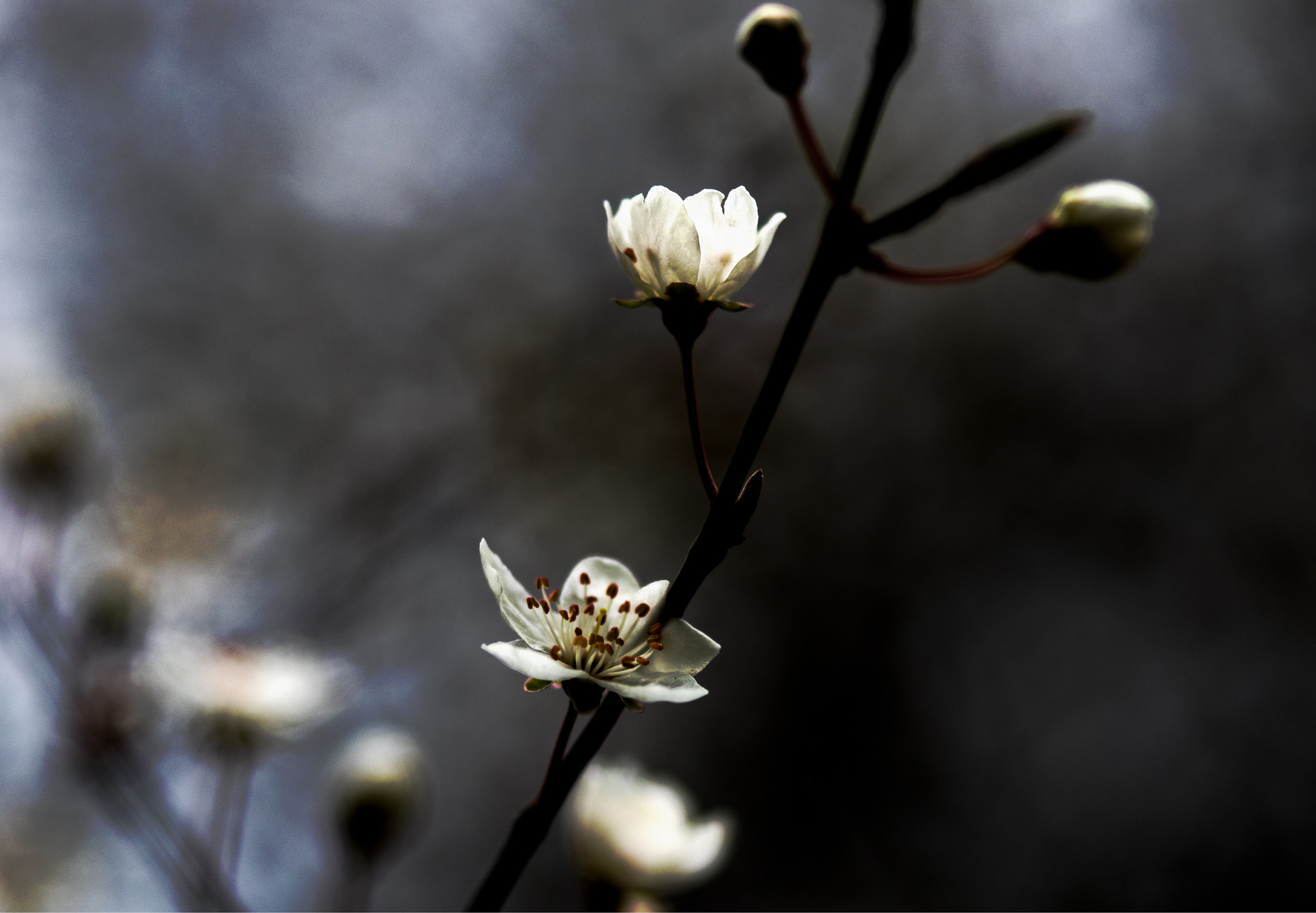 Pentax 645Z + smc PENTAX-FA 645 Macro 120mm F4 sample photo. Early spring photography