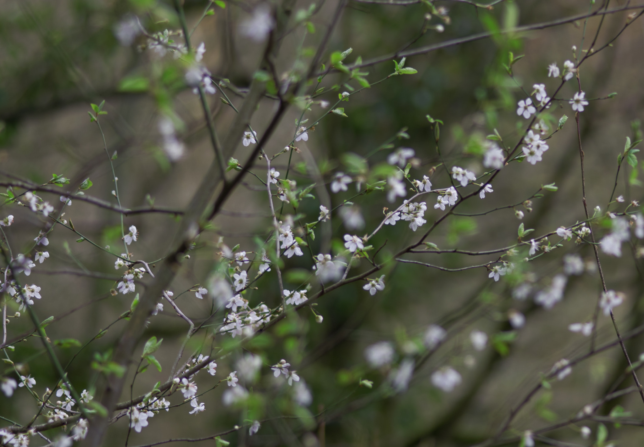 Pentax 645Z + smc PENTAX-FA 645 Macro 120mm F4 sample photo. Early spring photography