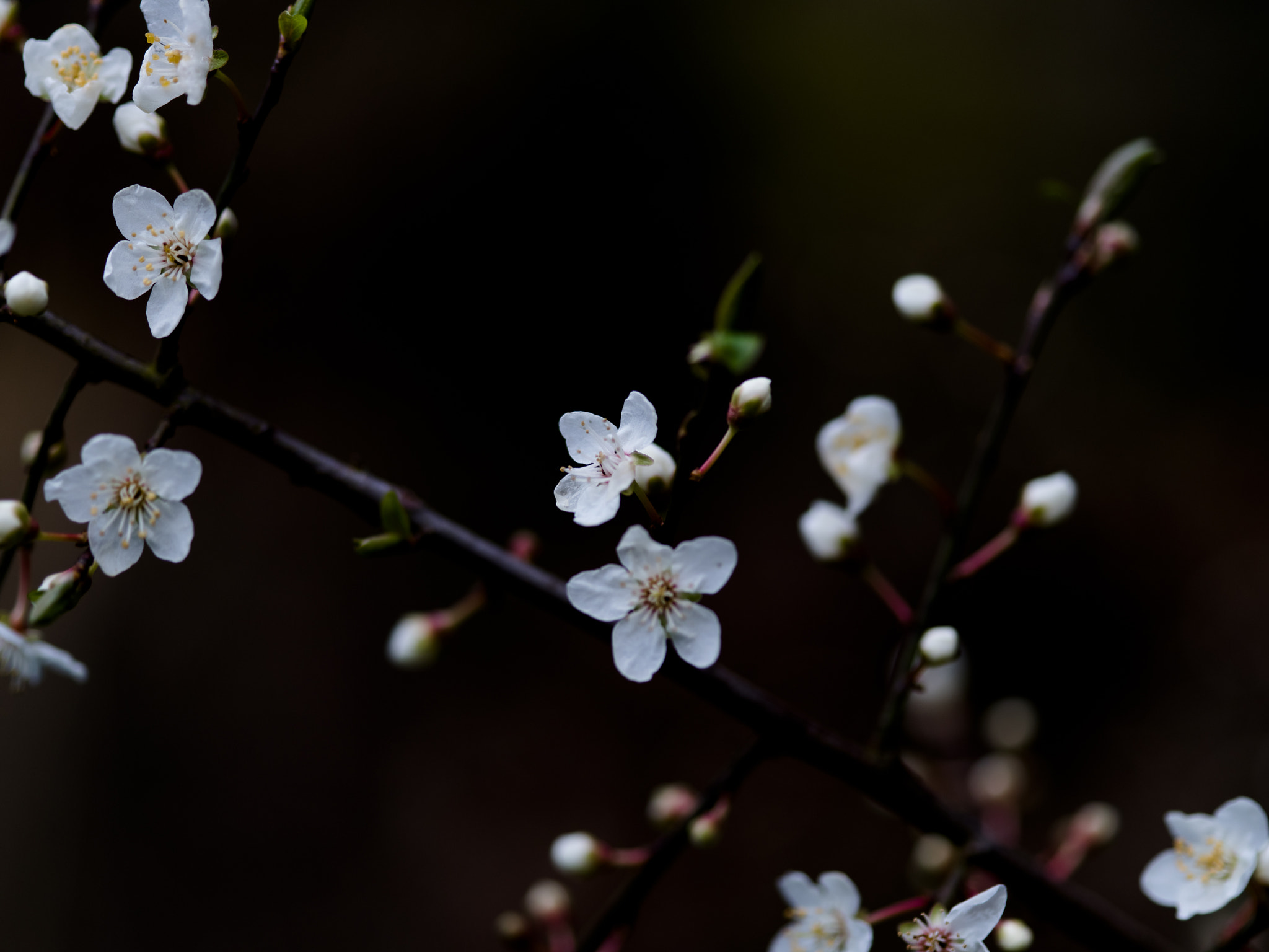 Pentax 645Z + smc PENTAX-FA 645 Macro 120mm F4 sample photo. Early spring photography