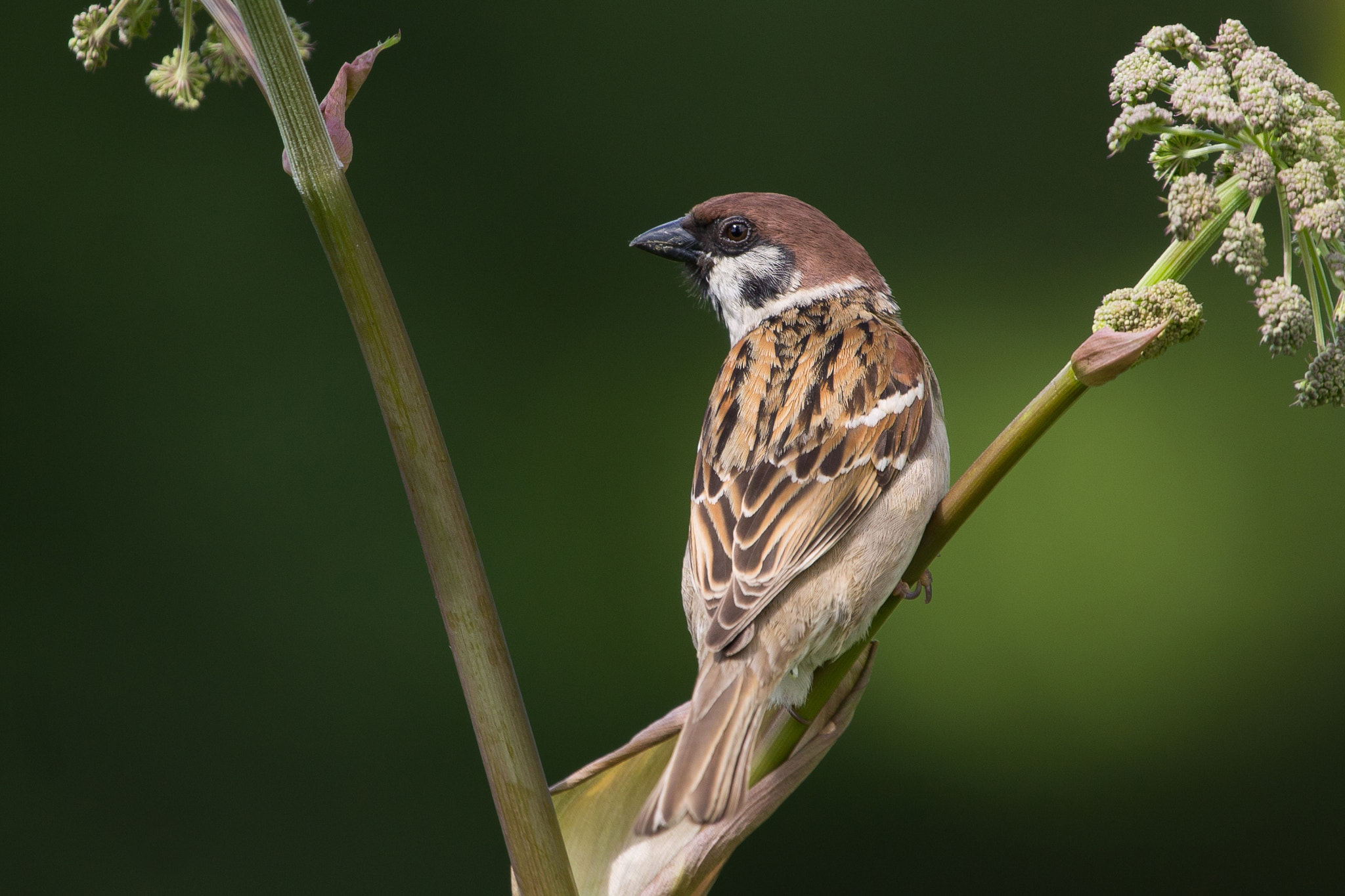 Canon EF 100-400mm F4.5-5.6L IS USM sample photo. Eurasian tree sparrow photography