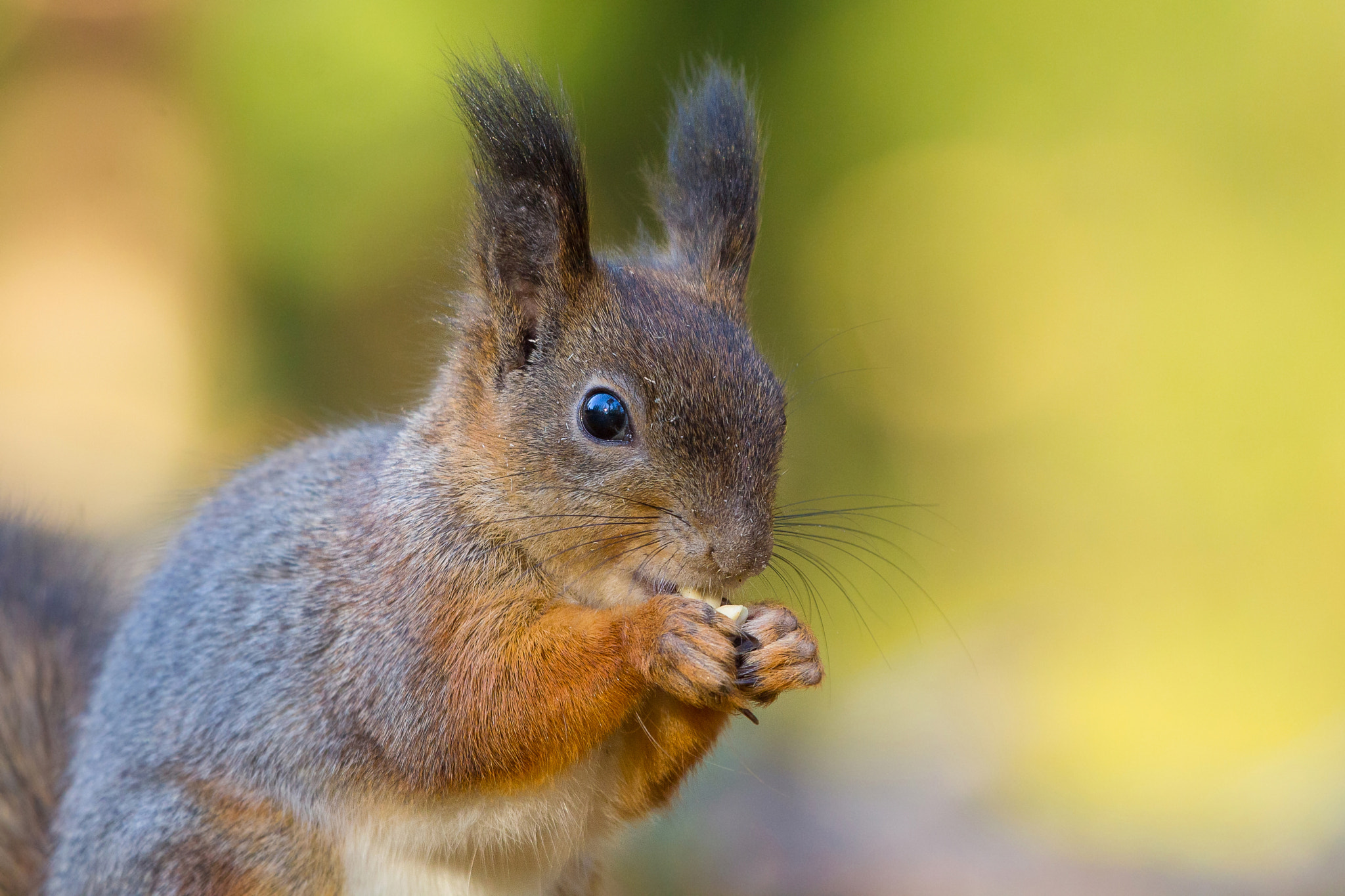 Canon EF 100-400mm F4.5-5.6L IS USM sample photo. Cute squirrel photography