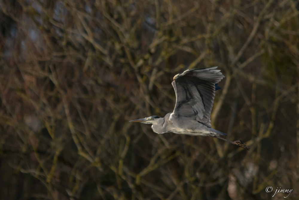 Sigma 150-500mm F5-6.3 DG OS HSM sample photo. Heron gris en vol photography