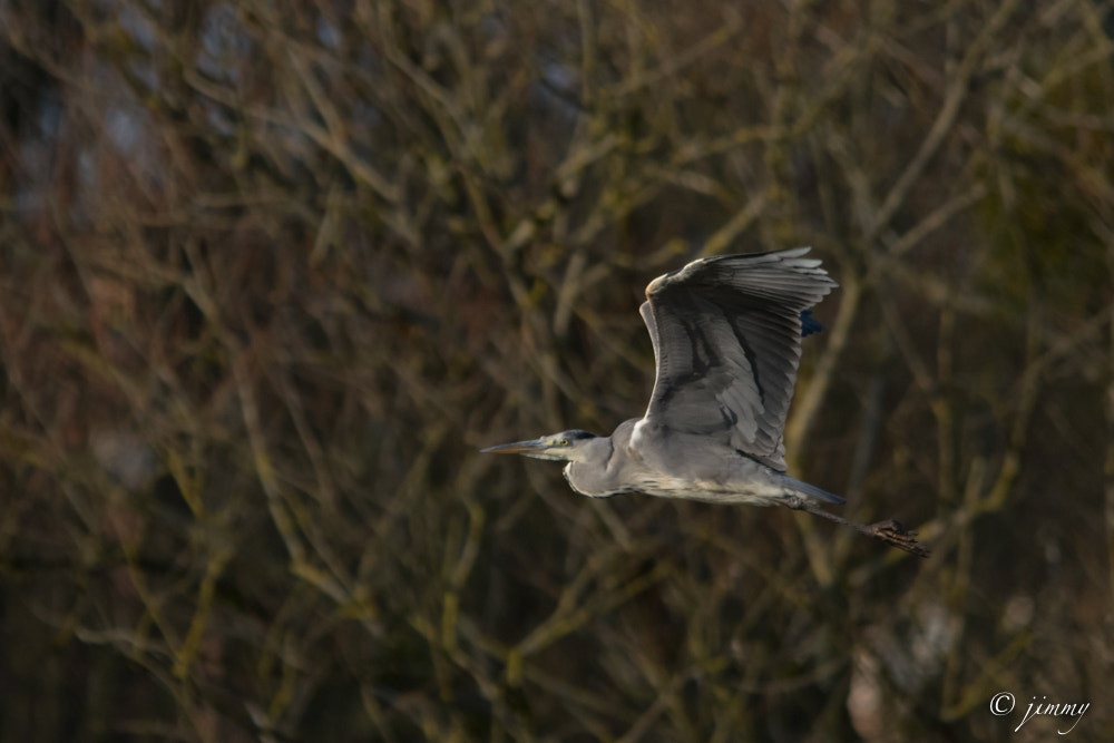 Pentax K-3 + Sigma 150-500mm F5-6.3 DG OS HSM sample photo. Heron gris en vol photography