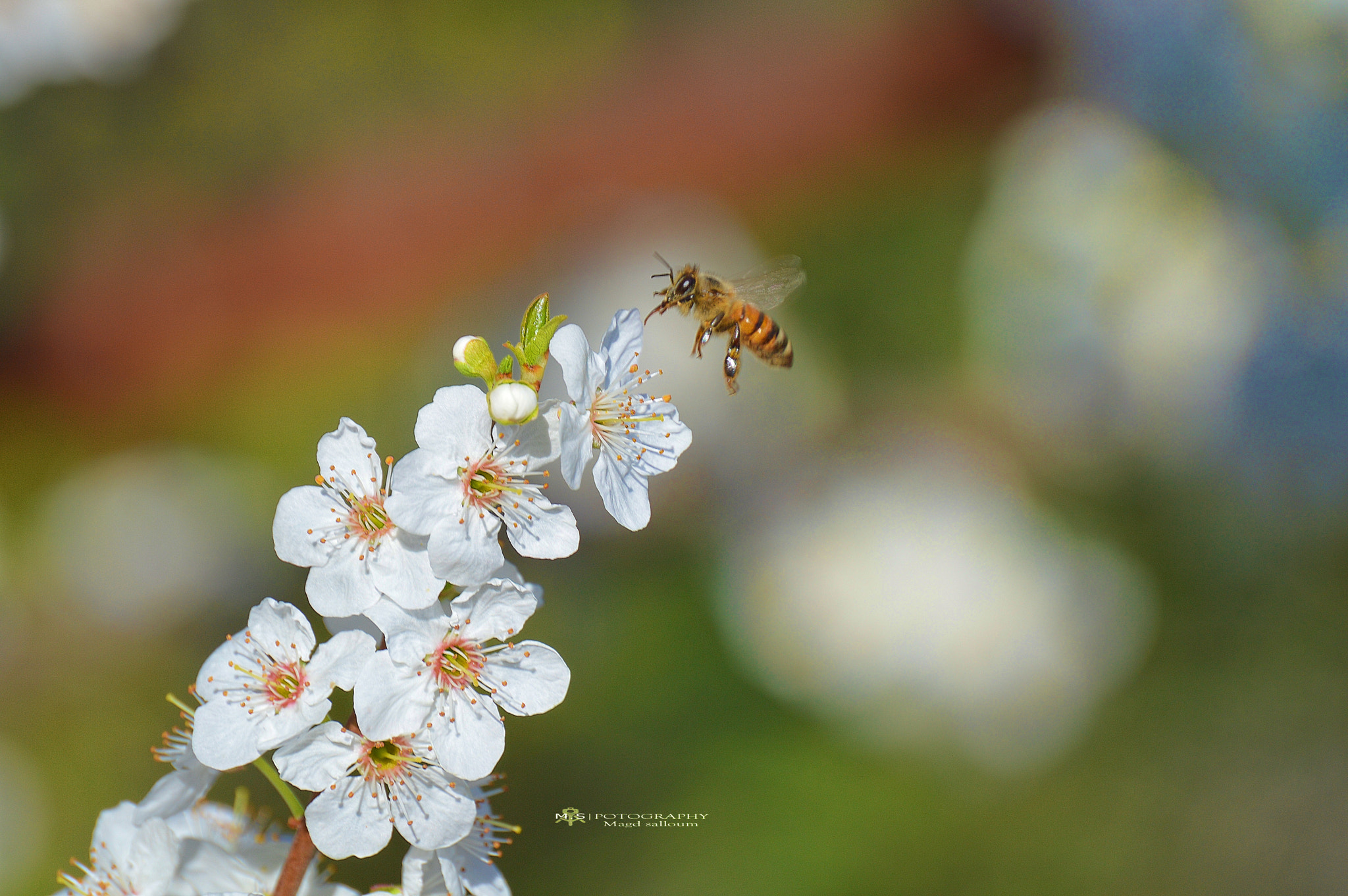 Nikon D3200 + Sigma 55-200mm F4-5.6 DC sample photo. Honey on the way photography