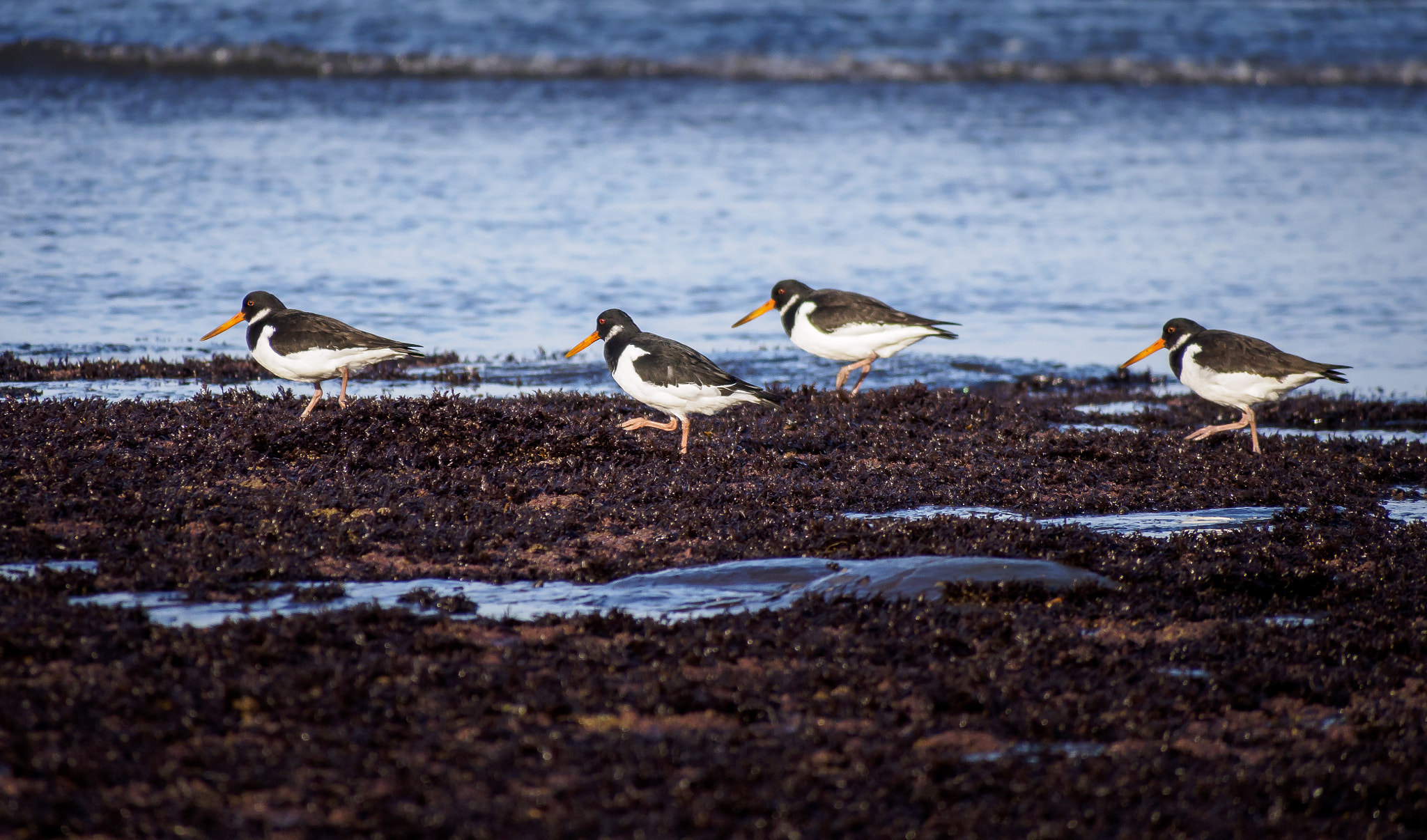 Olympus OM-D E-M5 + Panasonic Lumix G Vario 100-300mm F4-5.6 OIS sample photo. Whitby oystercatchers photography