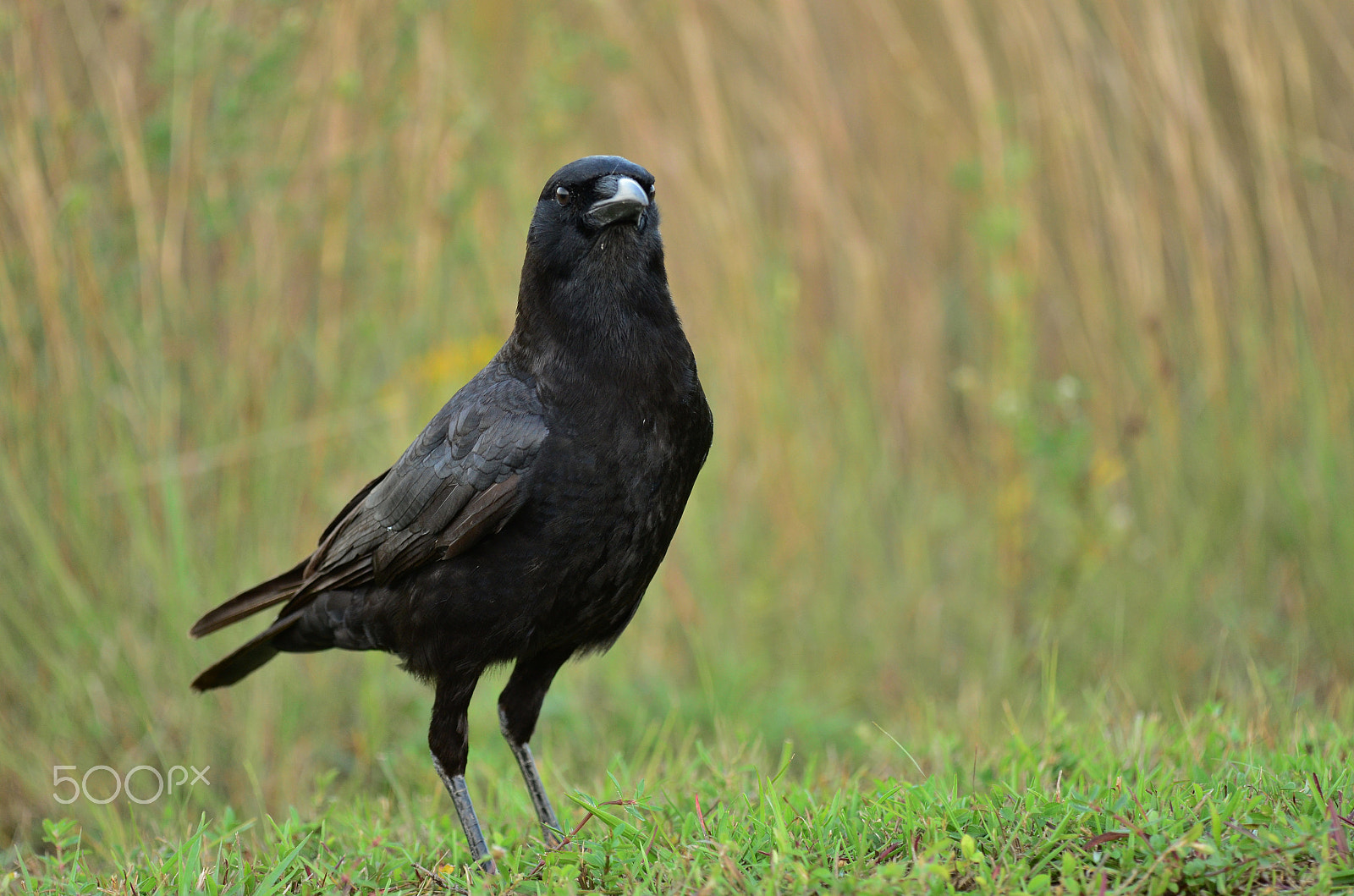 Tamron SP AF 180mm F3.5 Di LD (IF) Macro sample photo. Black bird.. photography