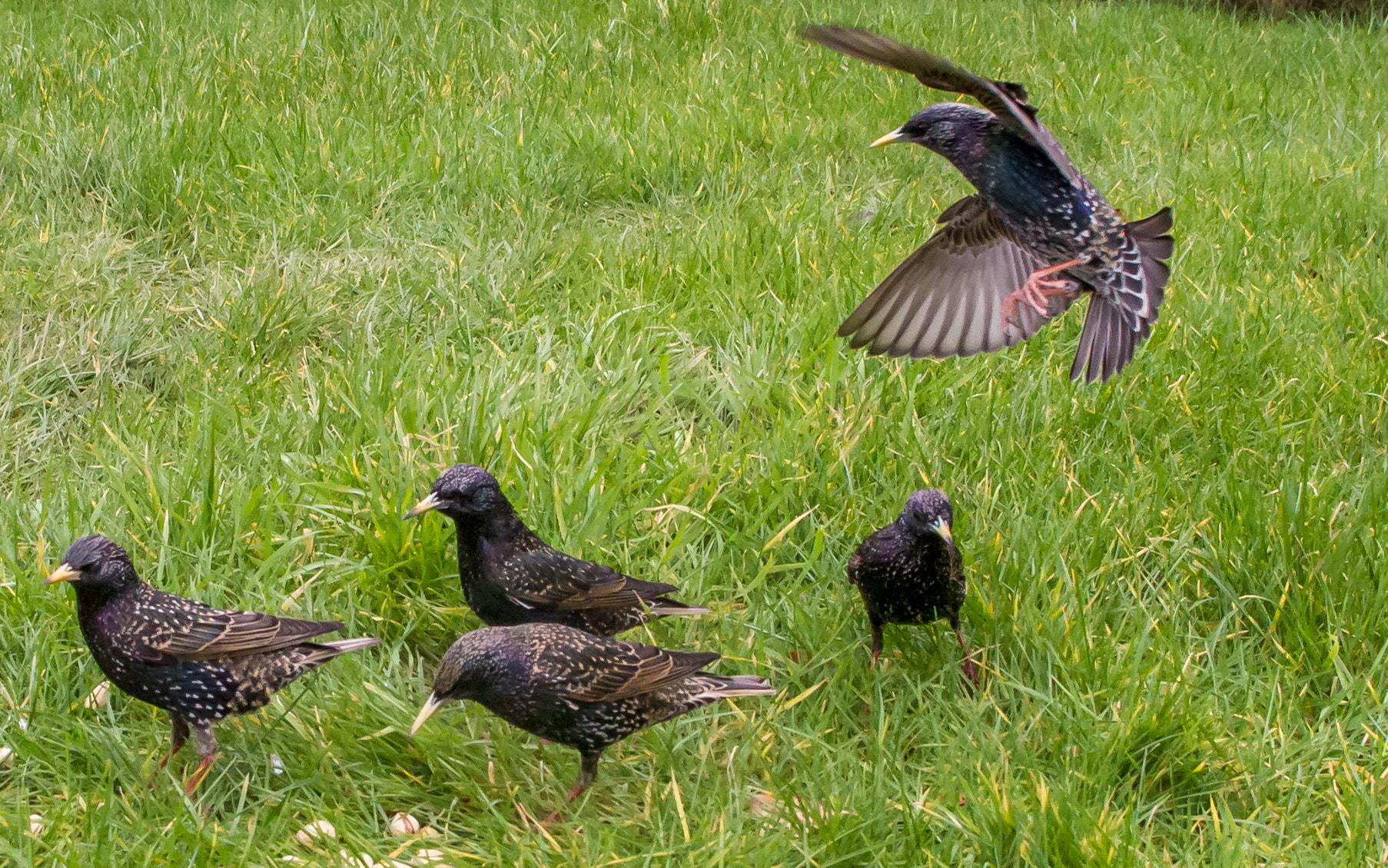 Canon EOS 7D + Canon EF 15mm F2.8 Fisheye sample photo. Birds photography