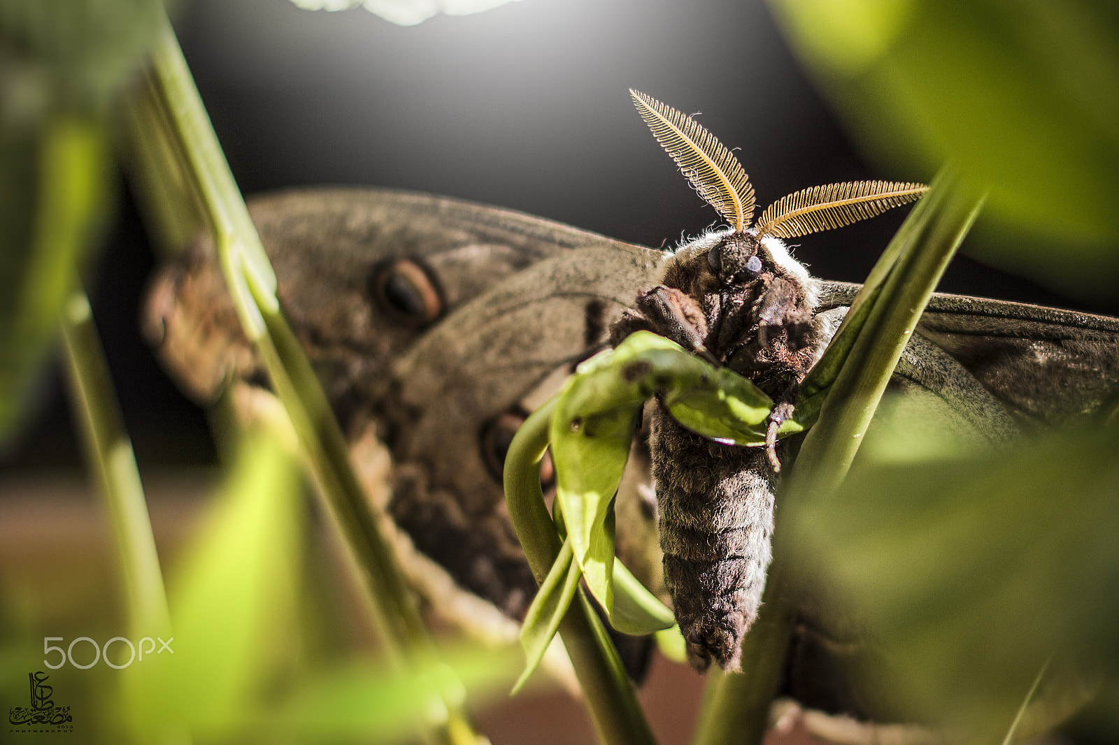 Canon EOS 600D (Rebel EOS T3i / EOS Kiss X5) + Canon EF 50mm F1.8 II sample photo. Macro moth photography