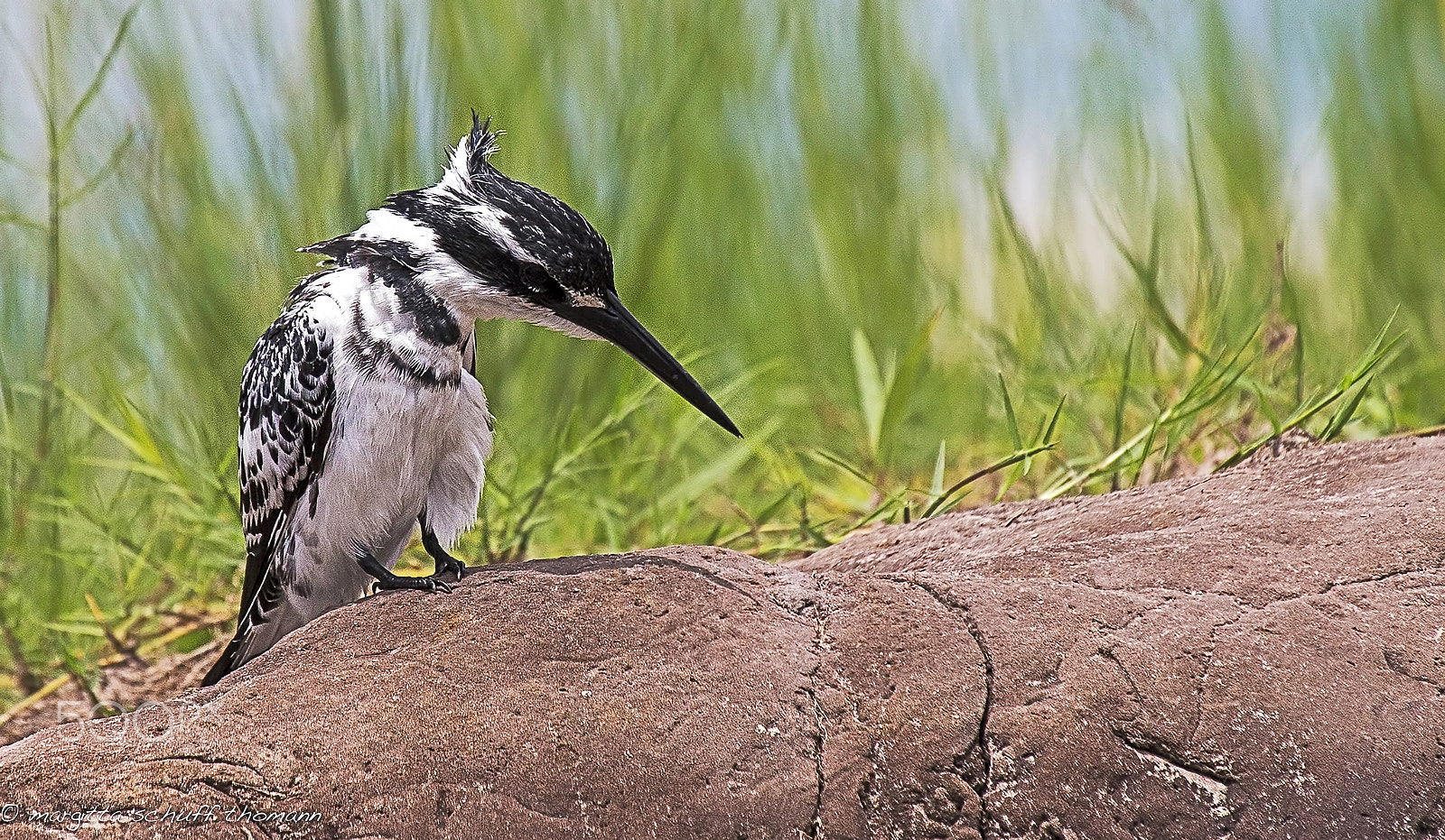Canon EF 100-400mm F4.5-5.6L IS USM sample photo. Pied kingfisher .. photography