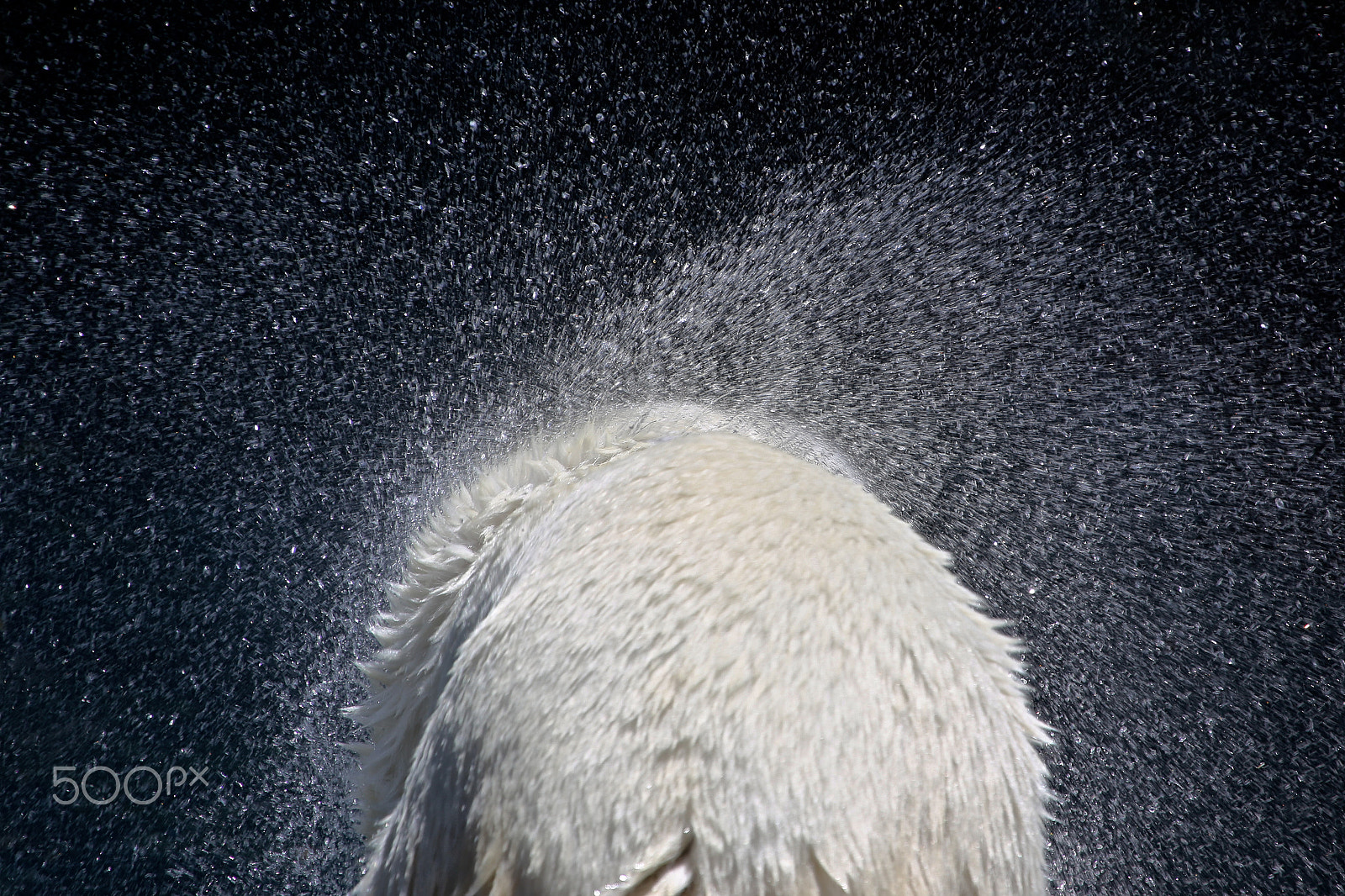 Canon EF 100-400mm F4.5-5.6L IS USM sample photo. Essorage photography